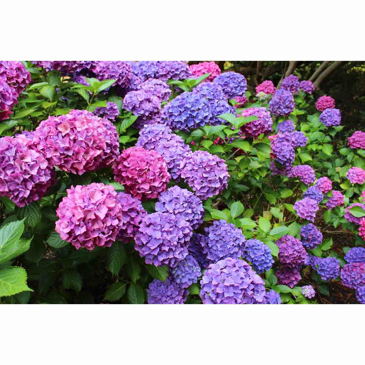 Pink and Purple Hydrangea Flowers by Mtreasure 4 pcs 