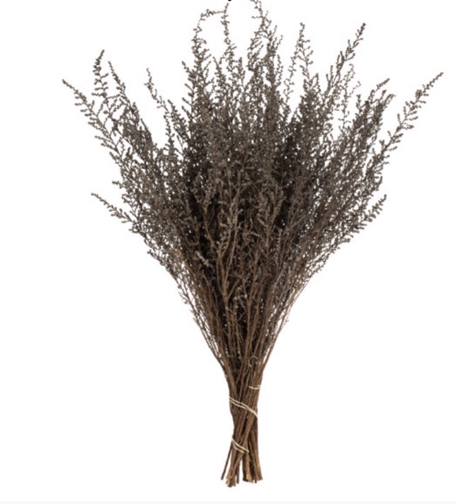 All natural stoebe bundle, preserved 14”