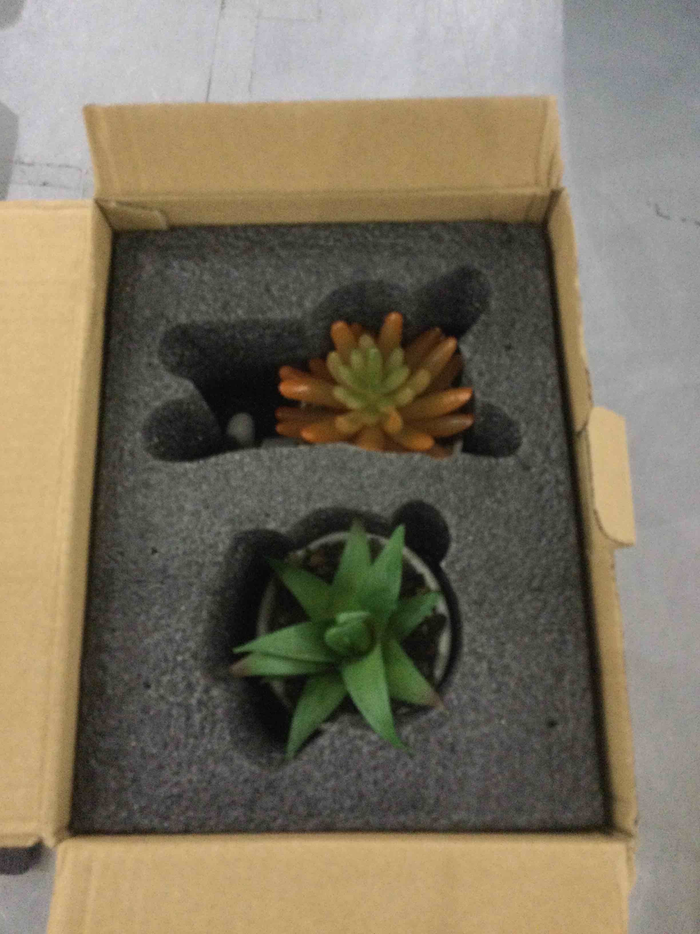 succulent plants 