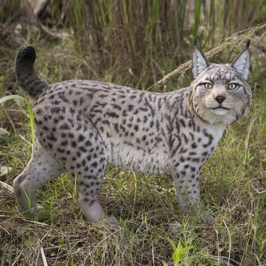 Lynx Statue