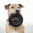 Condition photo showing New/Like New for Mammoth TireBiter Advanced Rubber Dog Toy, Large, 6" 4.1 stars out of 64 reviews (4.1)| 64 ratings