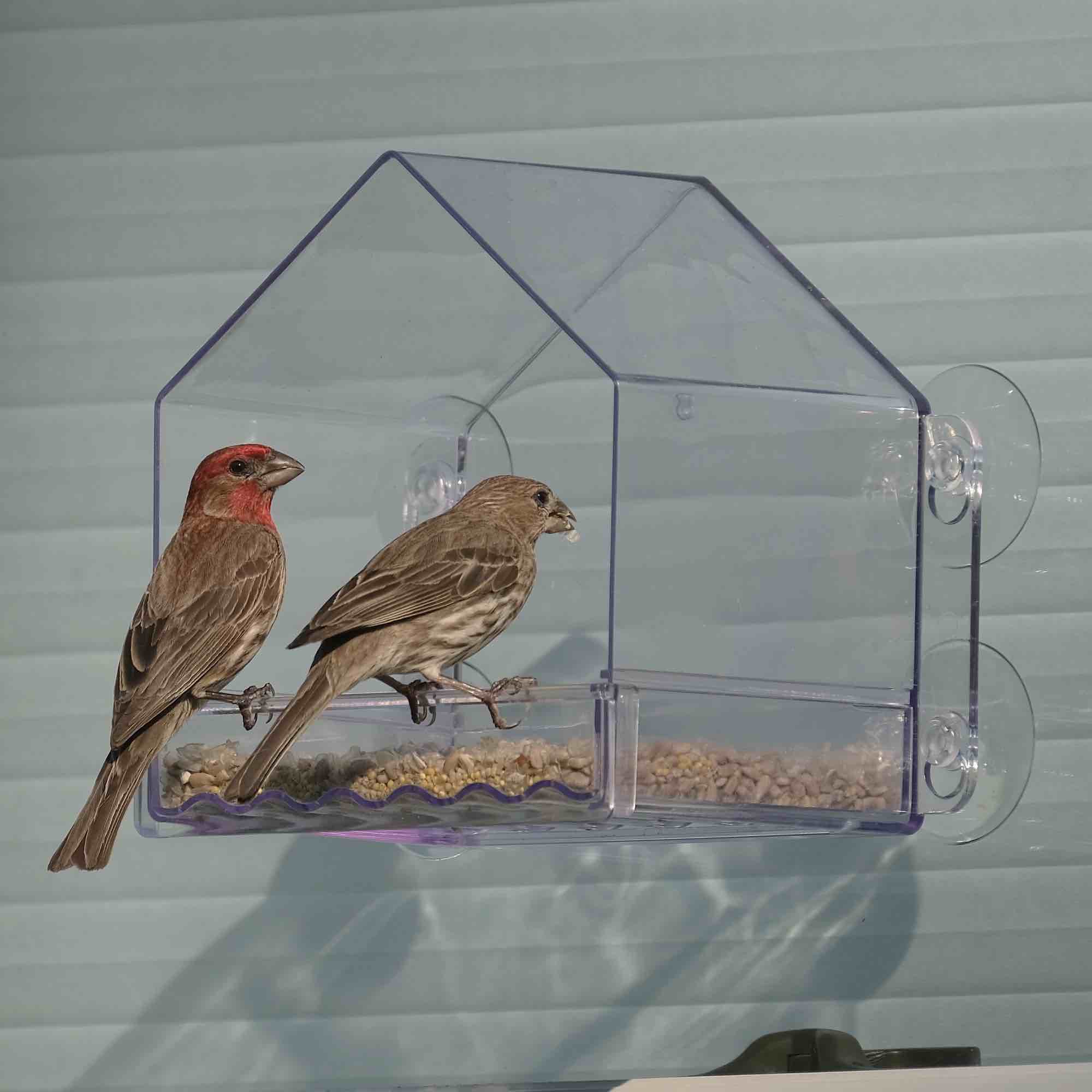 wild wings clear view plastic window bird feeder 2 cup capacity 6.5 clear