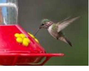 Hummingbird Feeders For 0 Hains 9.5 inch  ( pack of 3 