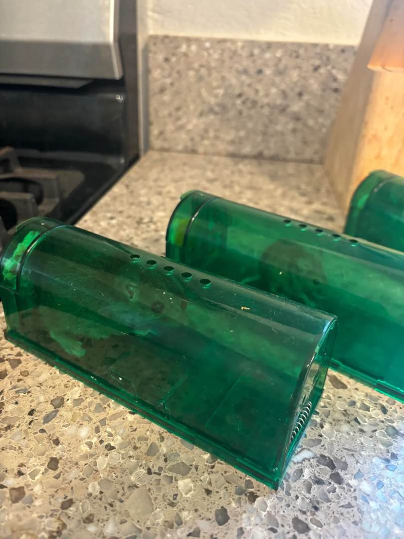 Large mouse or small rat? Or did I capture a mouse and a rat?