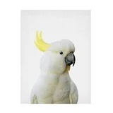 " Feekaboo Cockatoo " by Lola Peacock 18 X 24”