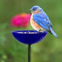 COURM38720015 Poppy Stake Feeder  Cobalt Blue