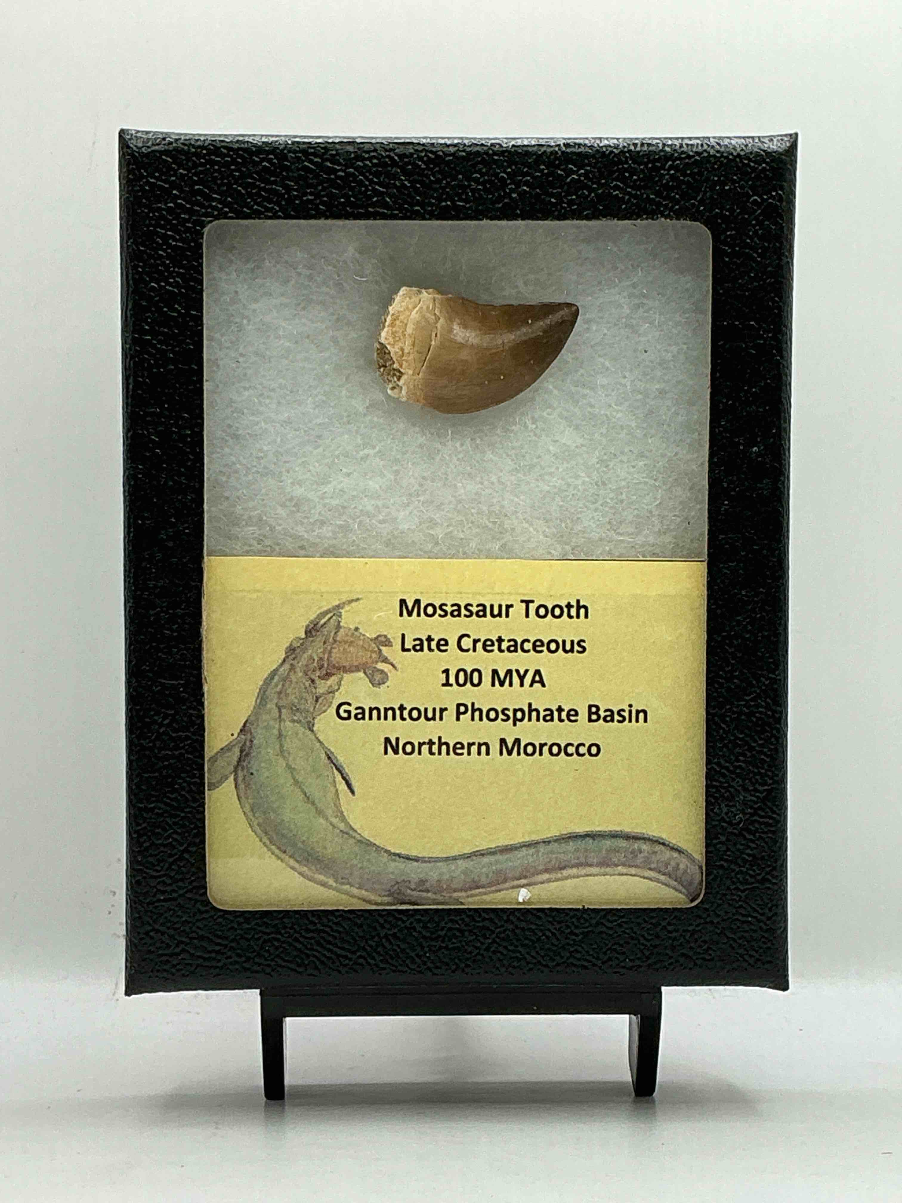 Collector’s Dream! Pokémon, Sports Cards, Coins & More!