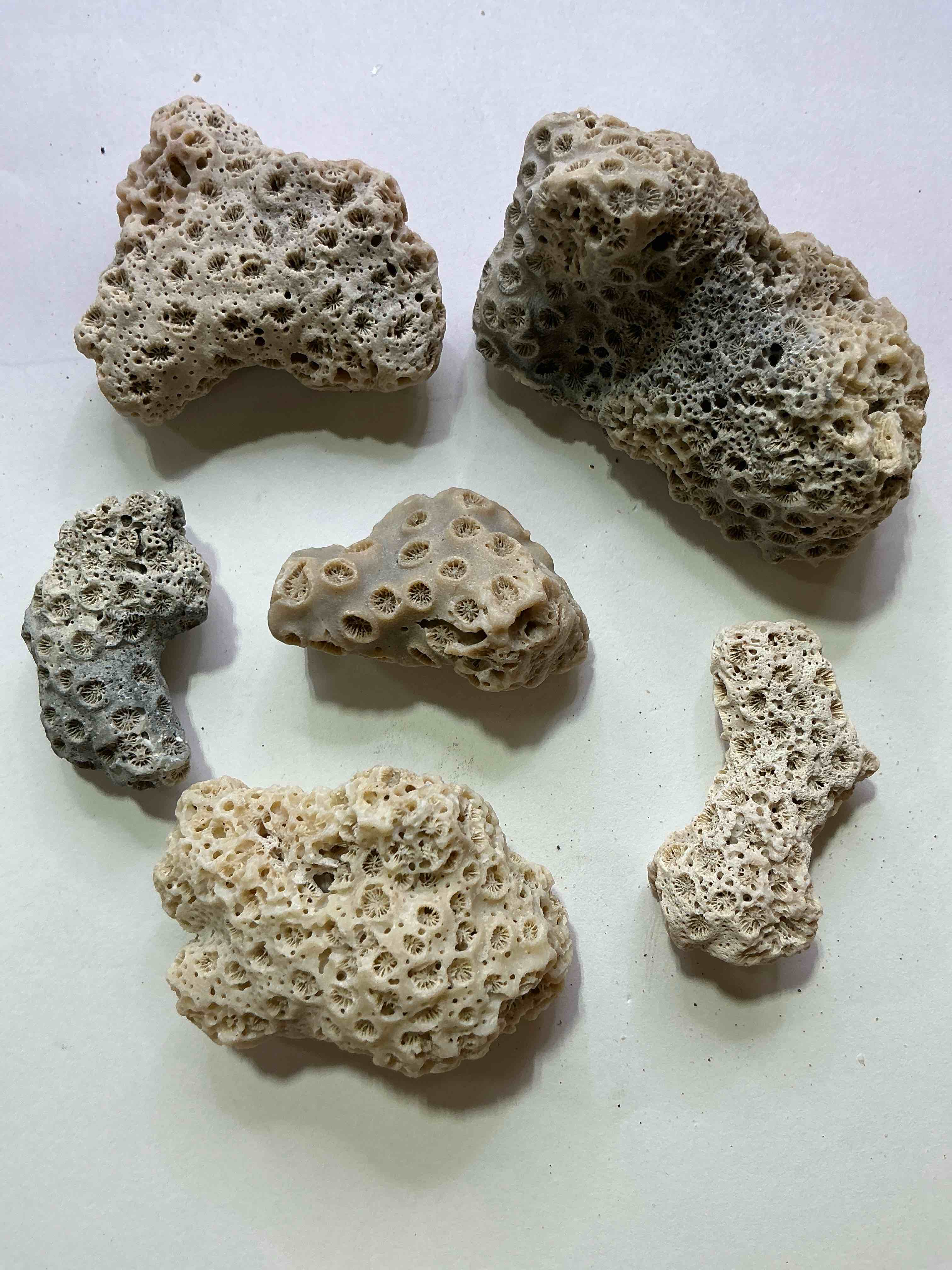 Coral Fossils! Genuine Coral Fossils From The Early Pleistocene Period, 1.6 Million Years In Age! Found In Charleston County, South Carolina! Your Chance To Own Authentic Coral Fossils From 1.6 Million Years Ago!