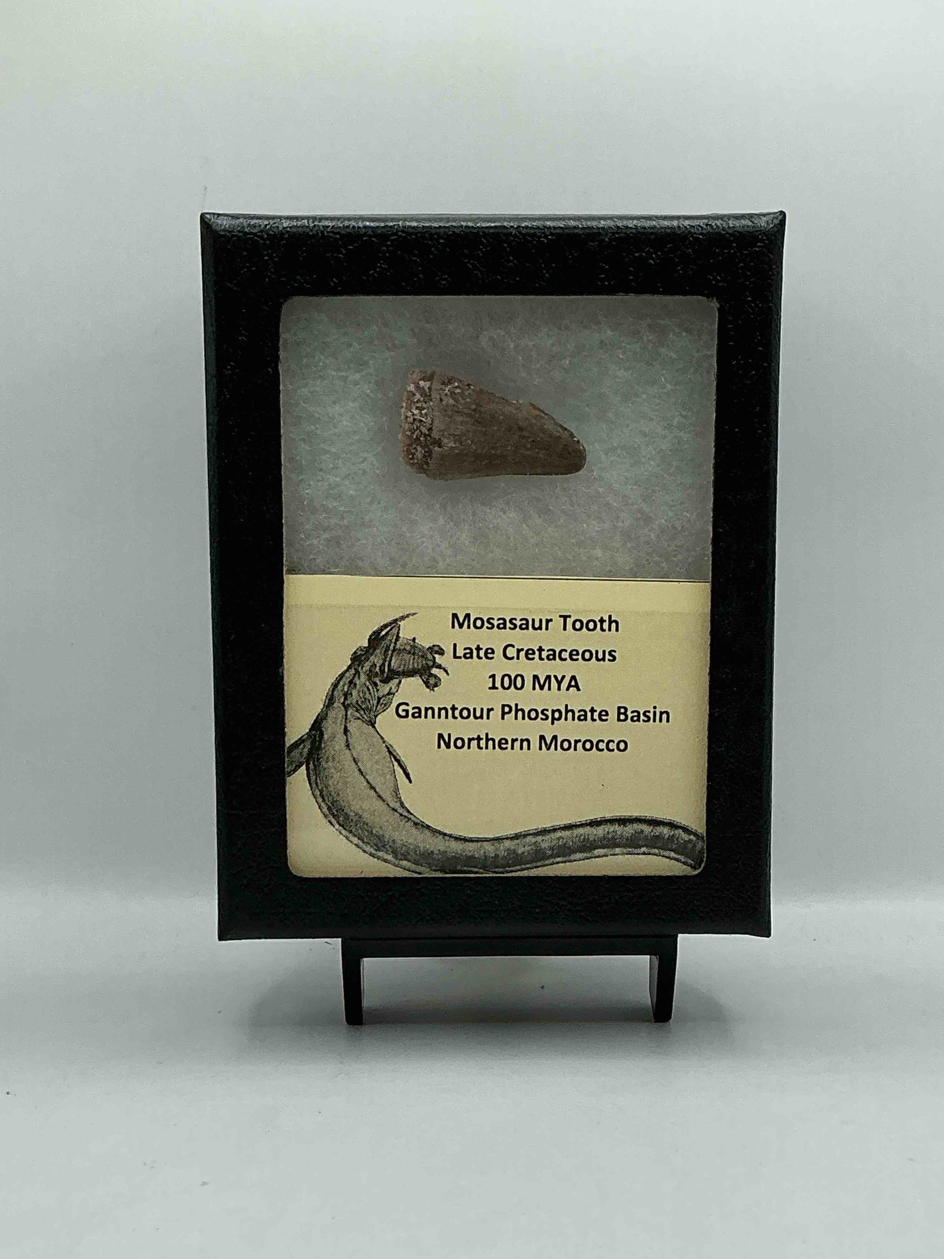 Dinosaur Tooth, Authentic! GENUINE Fossil Tooth From Carnivorous Mosasaur, From Late Cretaceous Period! Originating From Northern Morocco, Own An Authentic Dinosaur Tooth! Mosasaur Was A Carnivorous Aquatic Lizard & Grew Up To 60 Feet Long… About The Length Of A City Bus! 