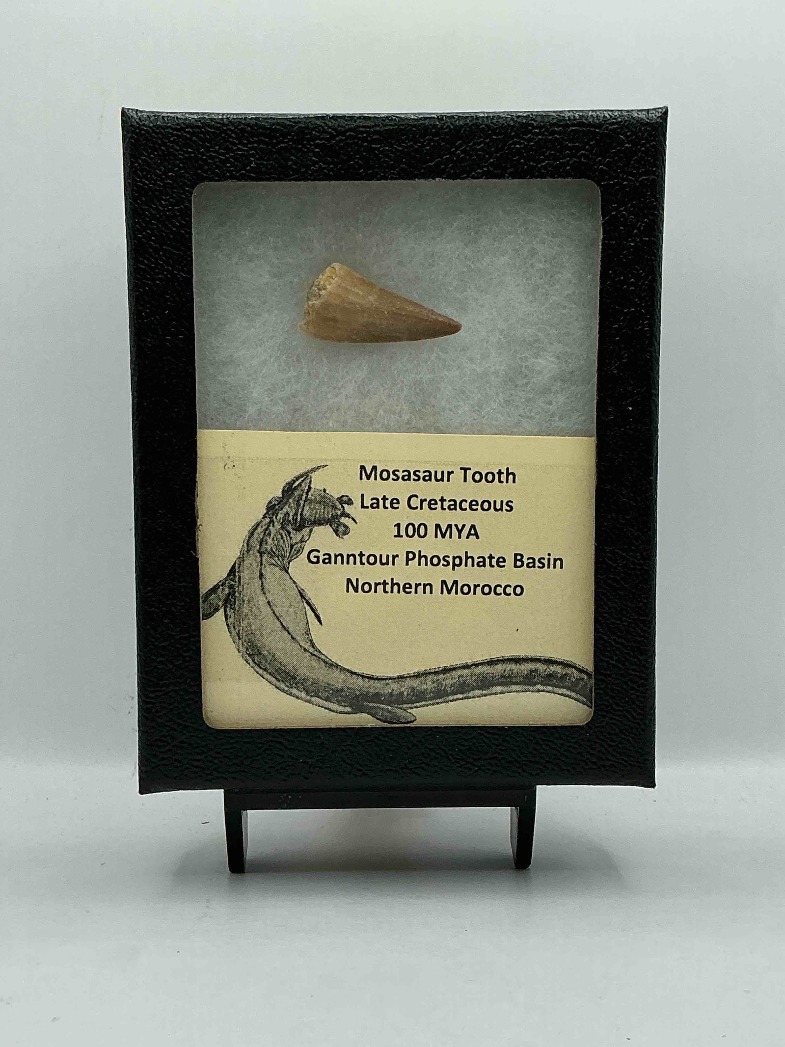 Collector’s Dream! Pokemon, Sports Cards, Coins & More!