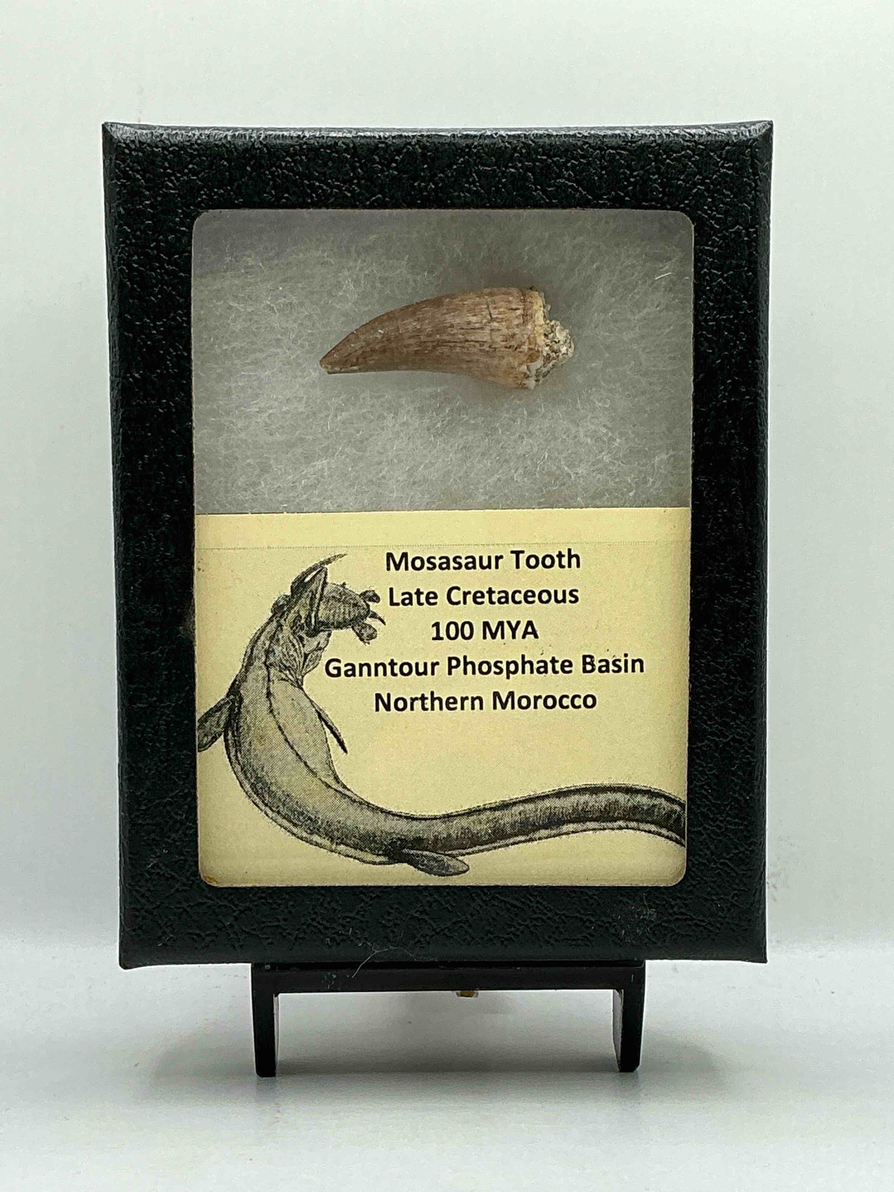 Collector's Dream! Pokémon, Sports Cards, Coins & More!