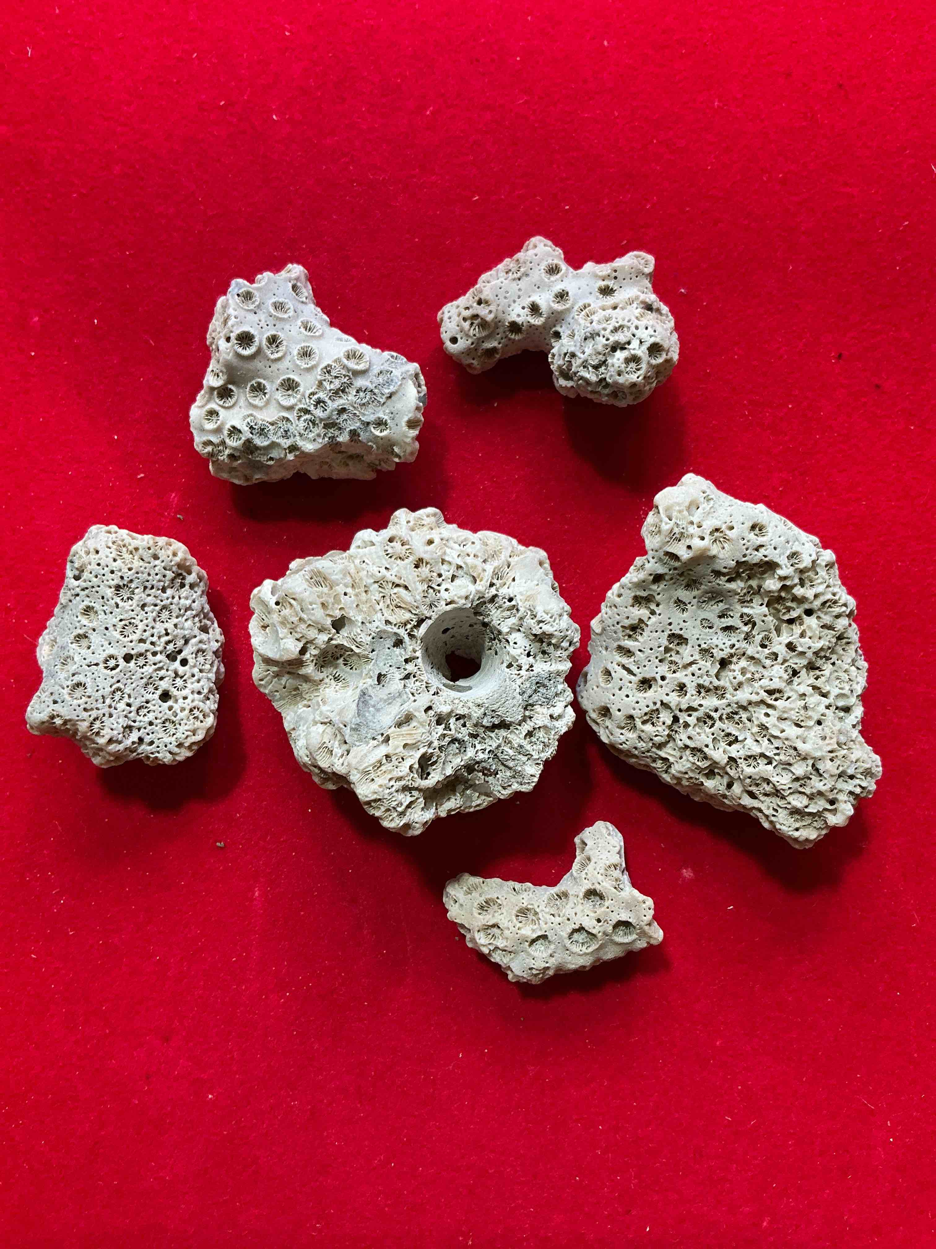 Coral Fossils! Genuine Coral Fossils From The Early Pleistocene Period, 1.6 Million Years In Age! Found In Charleston County, South Carolina! Your Chance To Own Authentic Coral Fossils From 1.6 Million Years Ago!