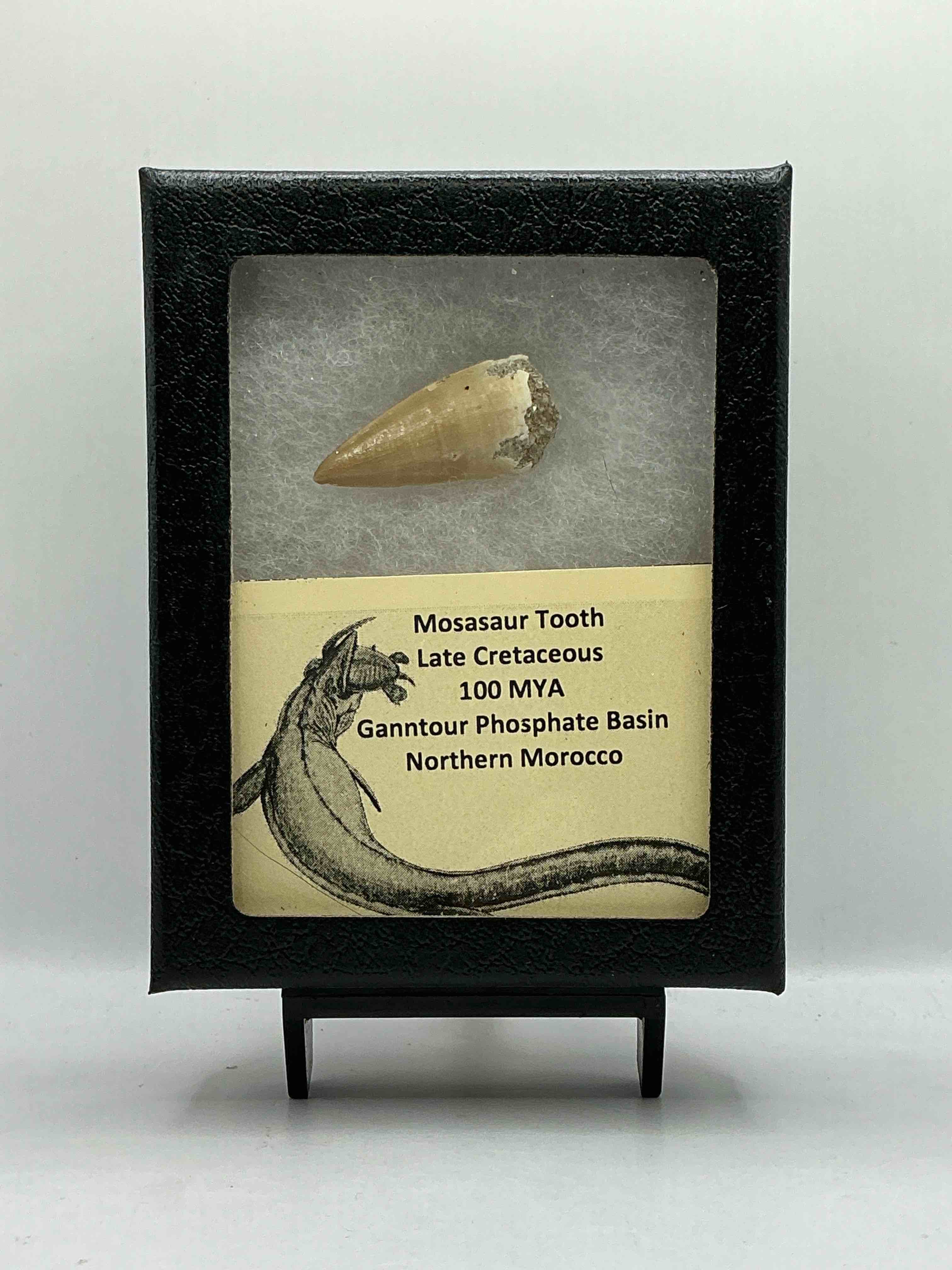 Dinosaur Tooth, Authentic! GENUINE Fossil Tooth From Carnivorous Mosasaur, From Late Cretaceous Period! Originating From Northern Morocco, Own An Authentic Dinosaur Tooth! Mosasaur Was A Carnivorous Aquatic Lizard & Grew Up To 60 Feet Long… About The Length Of A City Bus! 