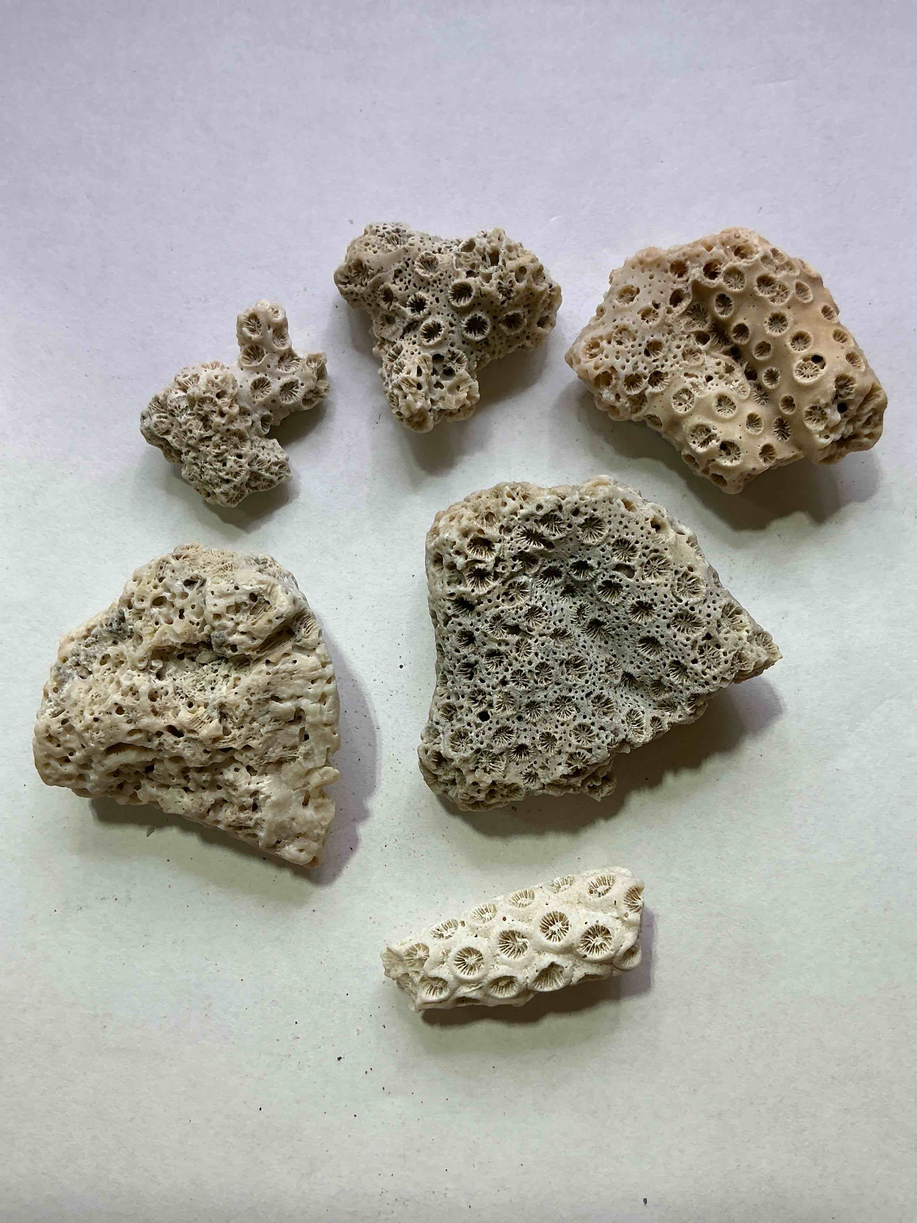 Coral Fossils! Genuine Coral Fossils From The Early Pleistocene Period, 1.6 Million Years In Age! Found In Charleston County, South Carolina! Your Chance To Own Authentic Coral Fossils From 1.6 Million Years Ago!