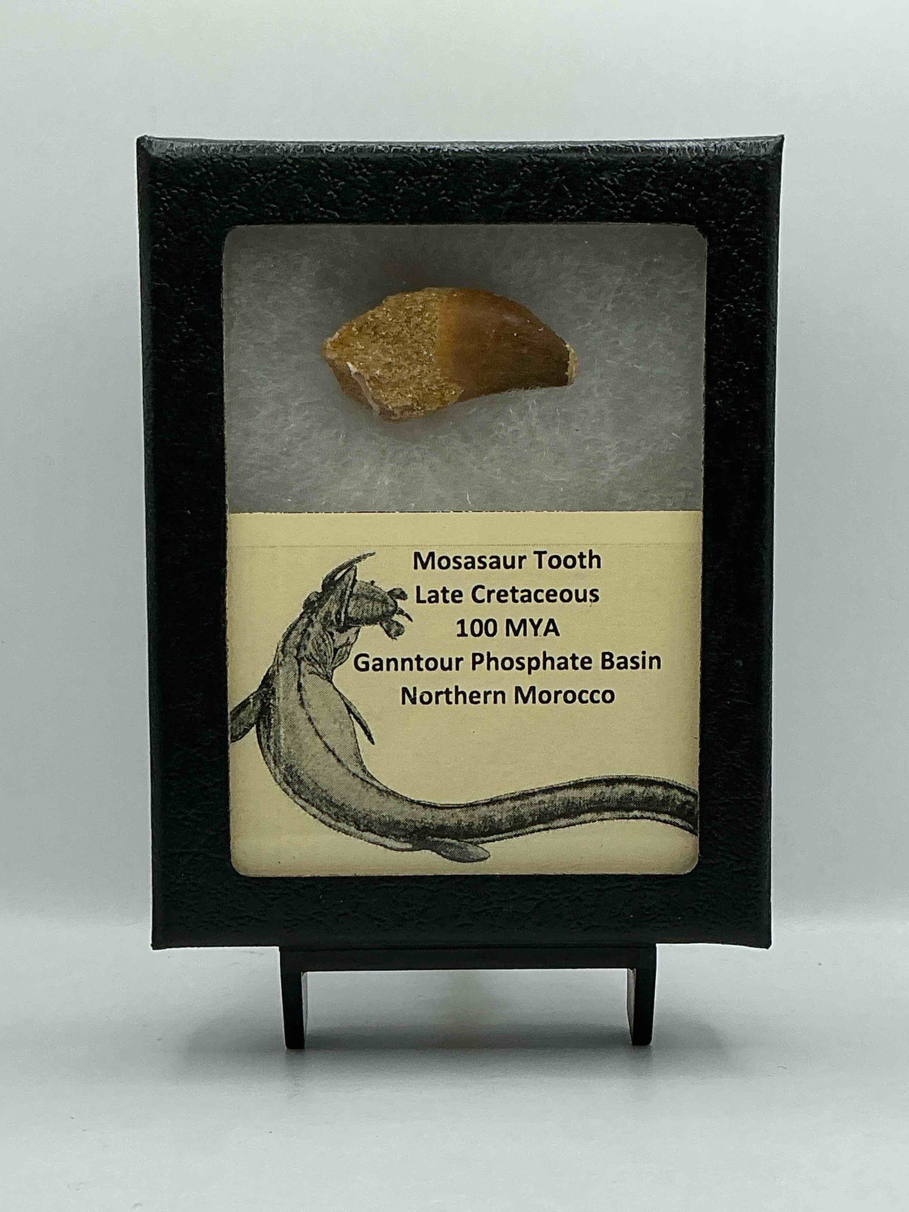 Collector's Dream! Pokémon, Sports Cards, Coins & More!