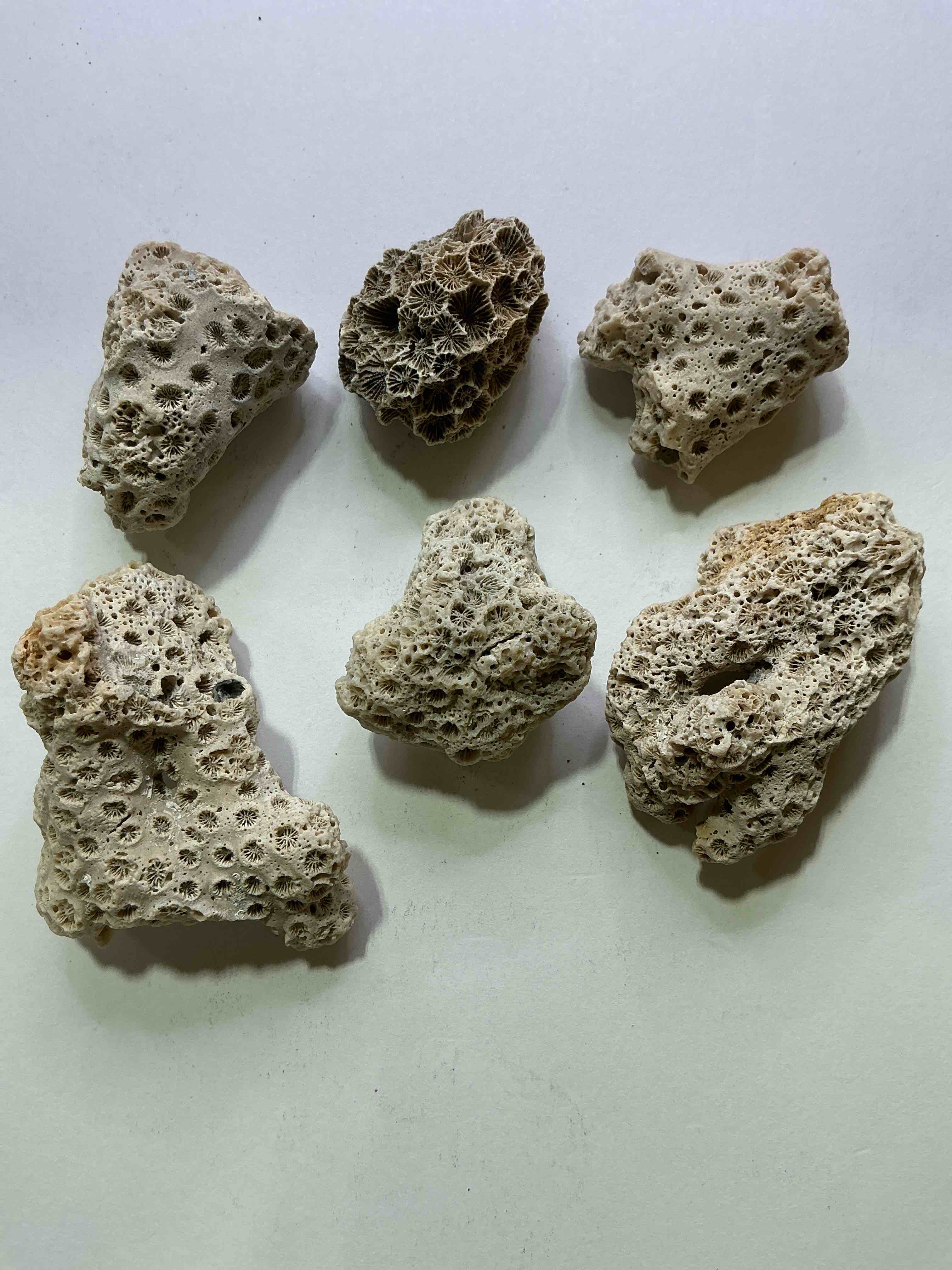 Coral Fossils! Genuine Coral Fossils From The Early Pleistocene Period, 1.6 Million Years In Age! Found In Charleston County, South Carolina! Your Chance To Own Authentic Coral Fossils From 1.6 Million Years Ago!