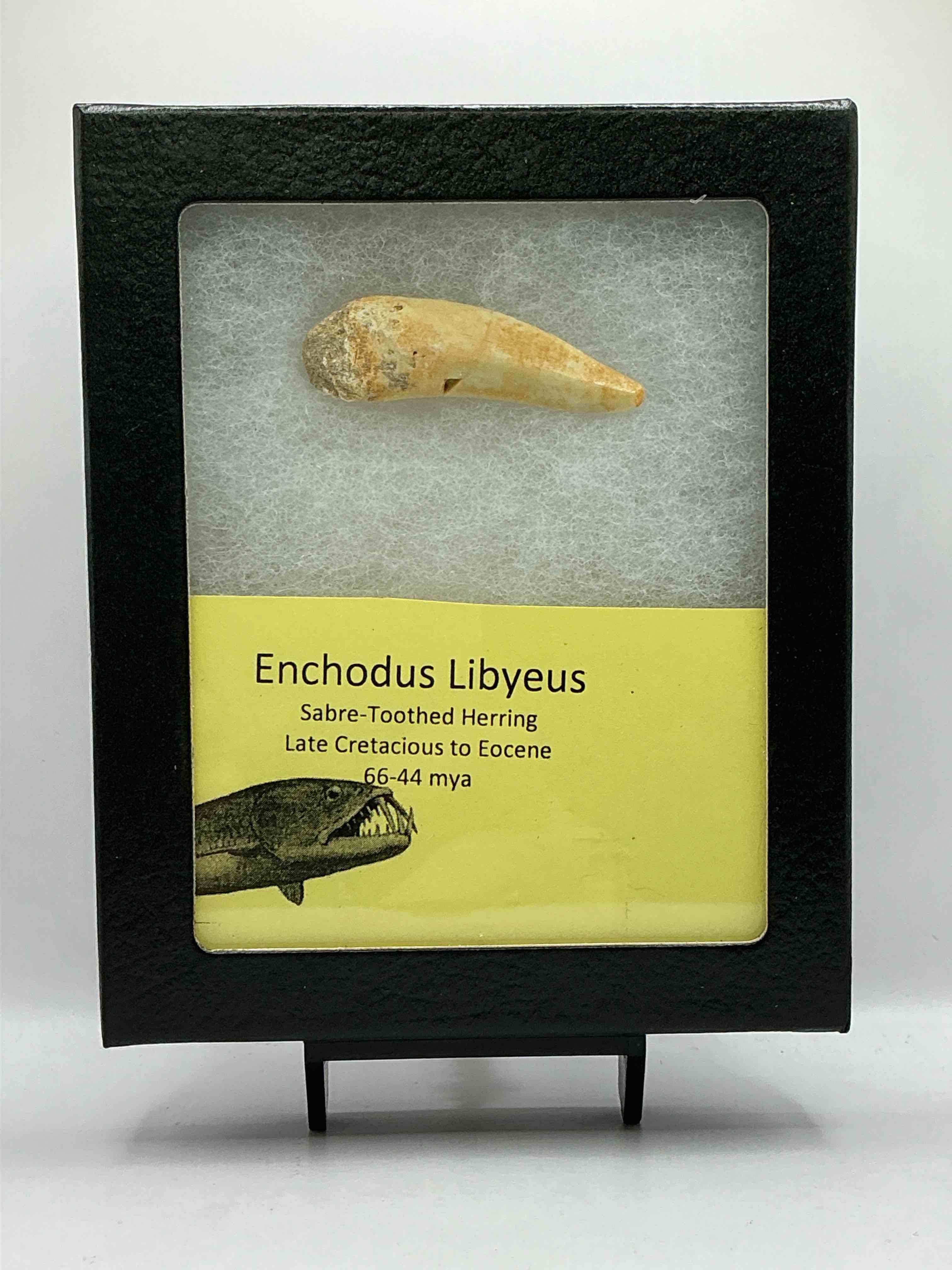 Prehistoric Treasure! Genuine Tooth From Sabre- Toothed Herring, A Dinosaur Aged Deep Sea Fish From The Cretaceous Period, Living 66-44 Million Years Ago! Own This Authentic, Amazing Fossilized Tooth!