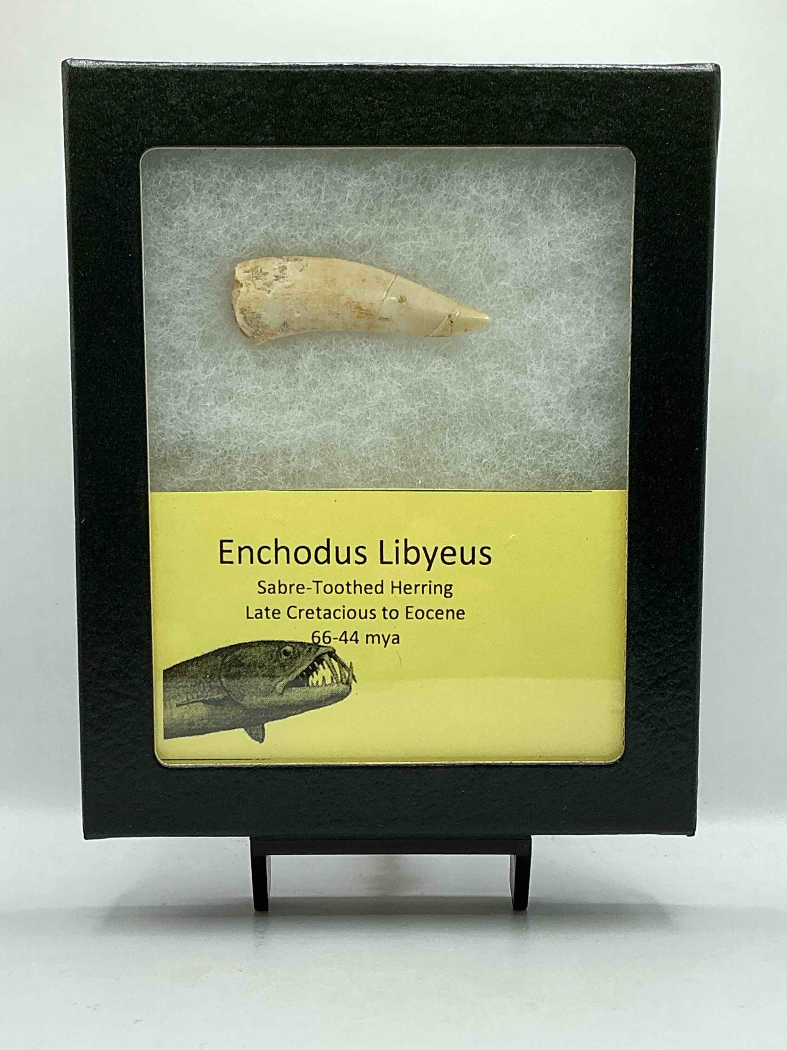 Collector’s Dream! Pokémon, Sports Cards, Coins & More!