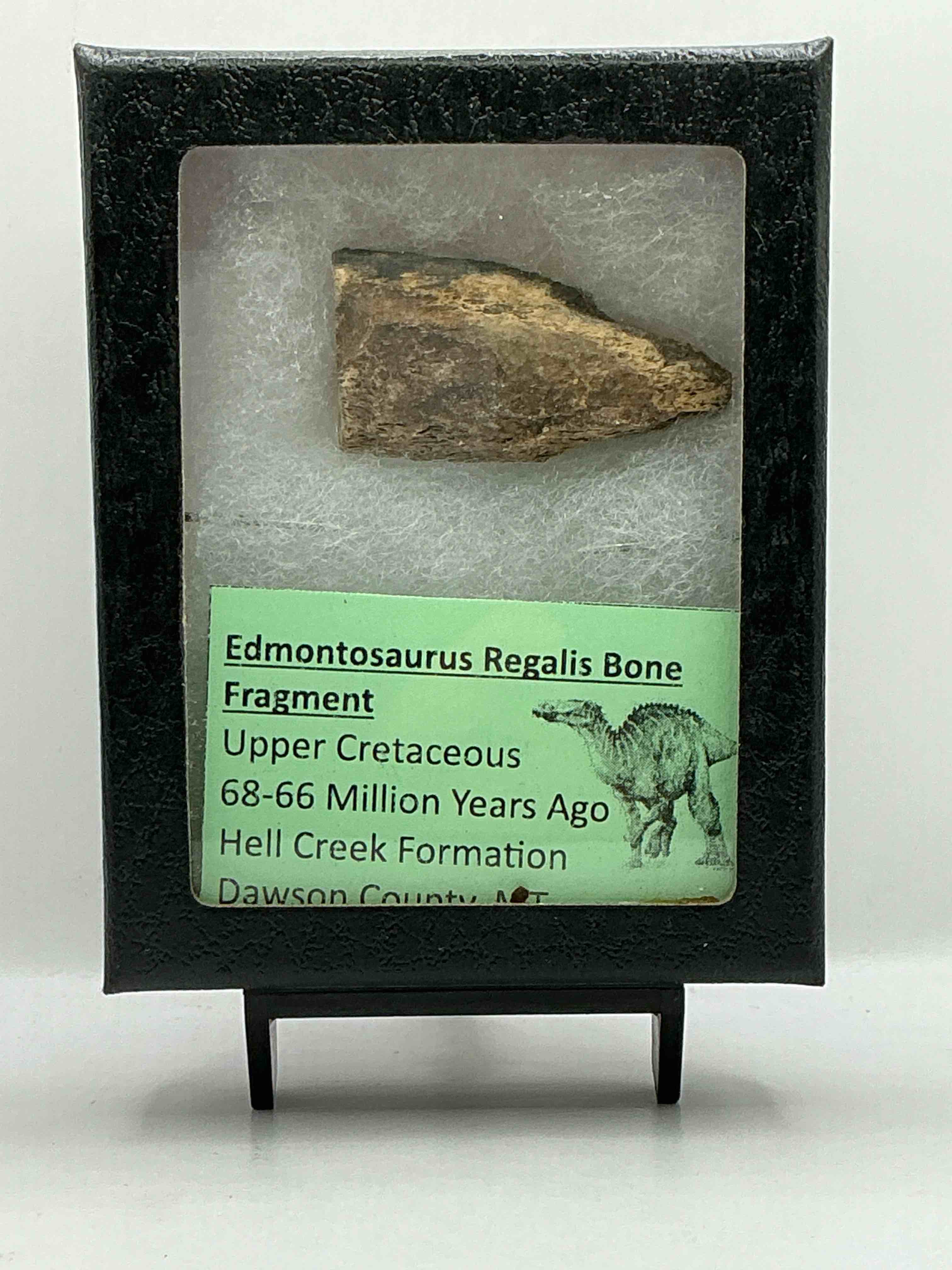 Collector’s Dream! Pokémon, Sports Cards, Coins & More!