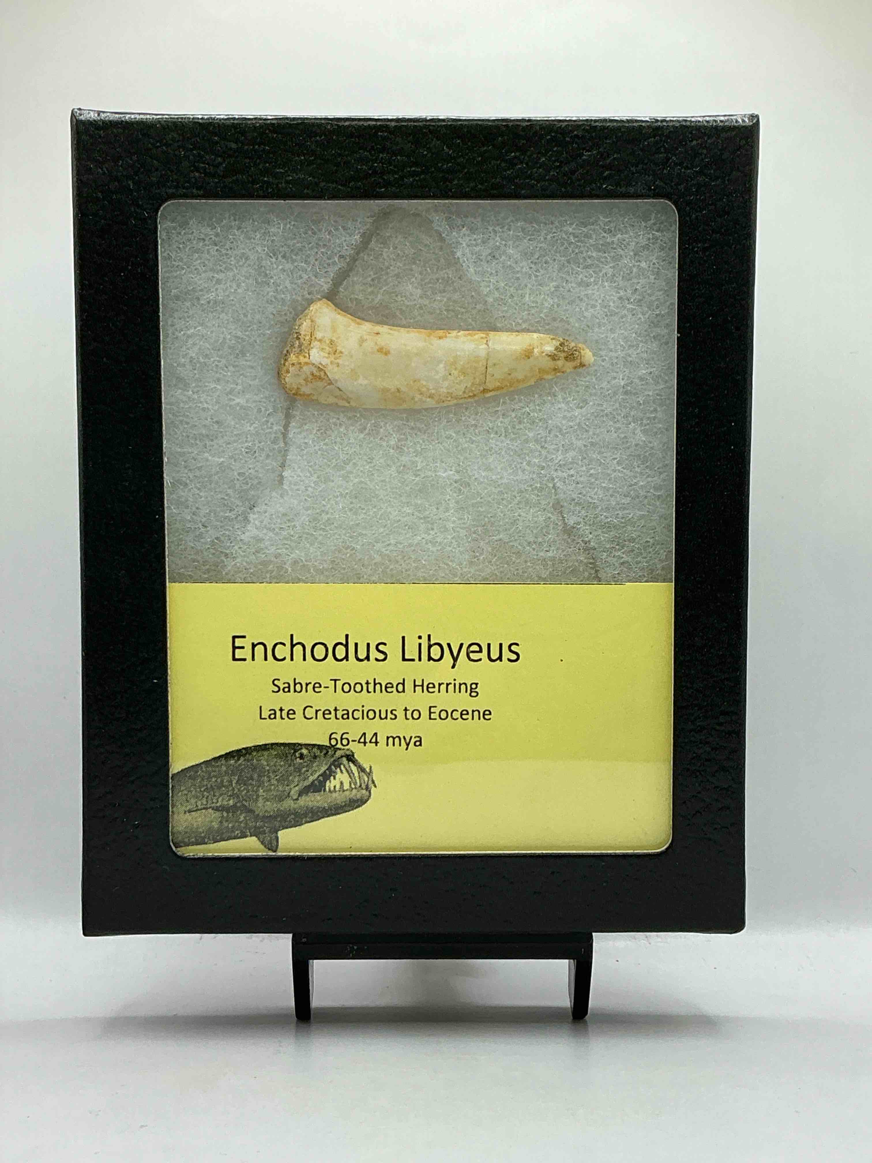 Prehistoric Treasure! Genuine Tooth From Sabre- Toothed Herring, A Dinosaur Aged Deep Sea Fish From The Cretaceous Period, Living 66-44 Million Years Ago! Own This Authentic, Amazing Fossilized Tooth!
