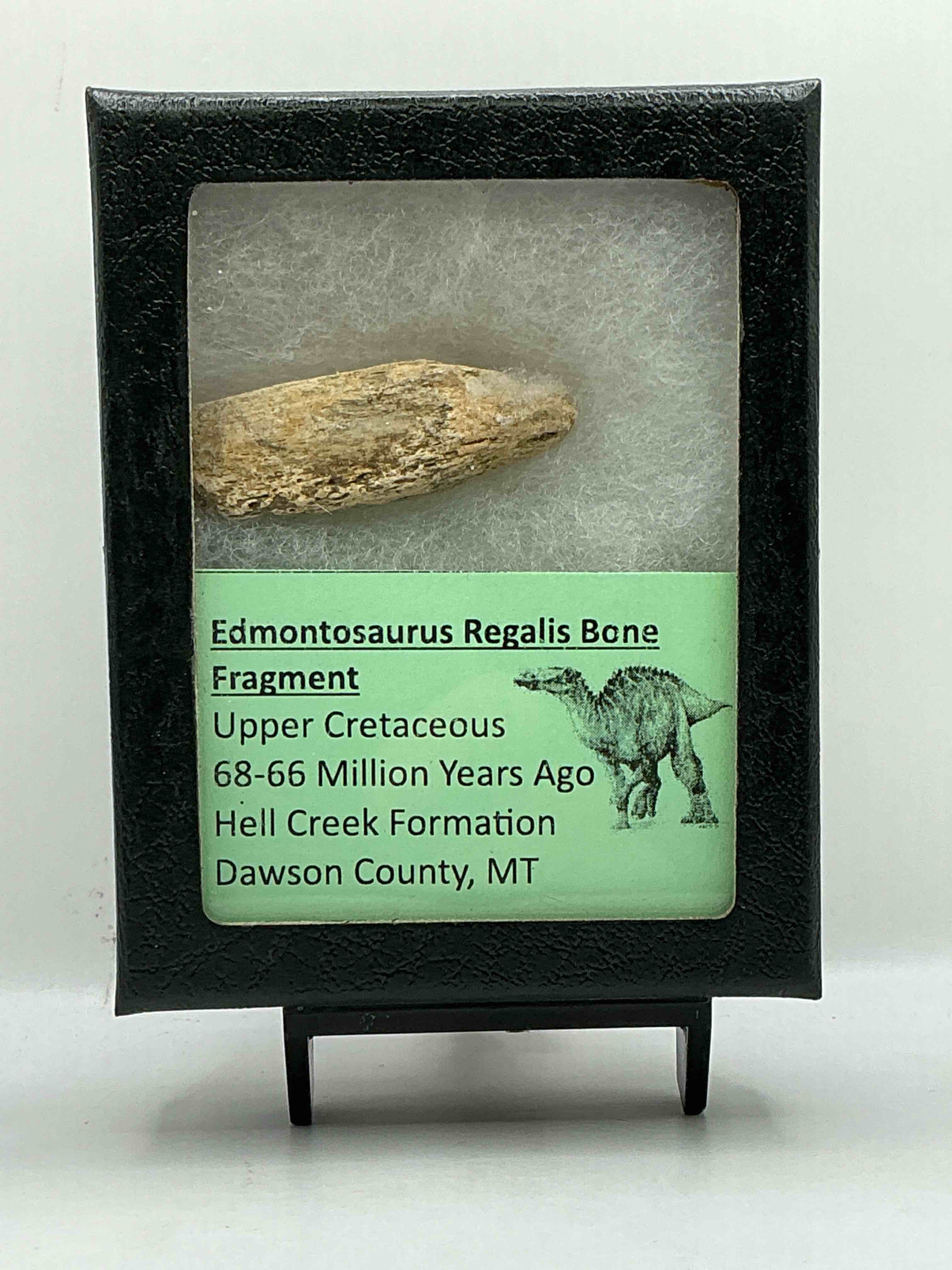 Edmontosaurus Regalis Bone Fragment! What!? Authentic Cretaceous Treasure! Found In MT, This Ultra Rare Piece Of Bone Was Prospected & Dug Up! How Cool Is That!? Insane Bone Dino Fragment!