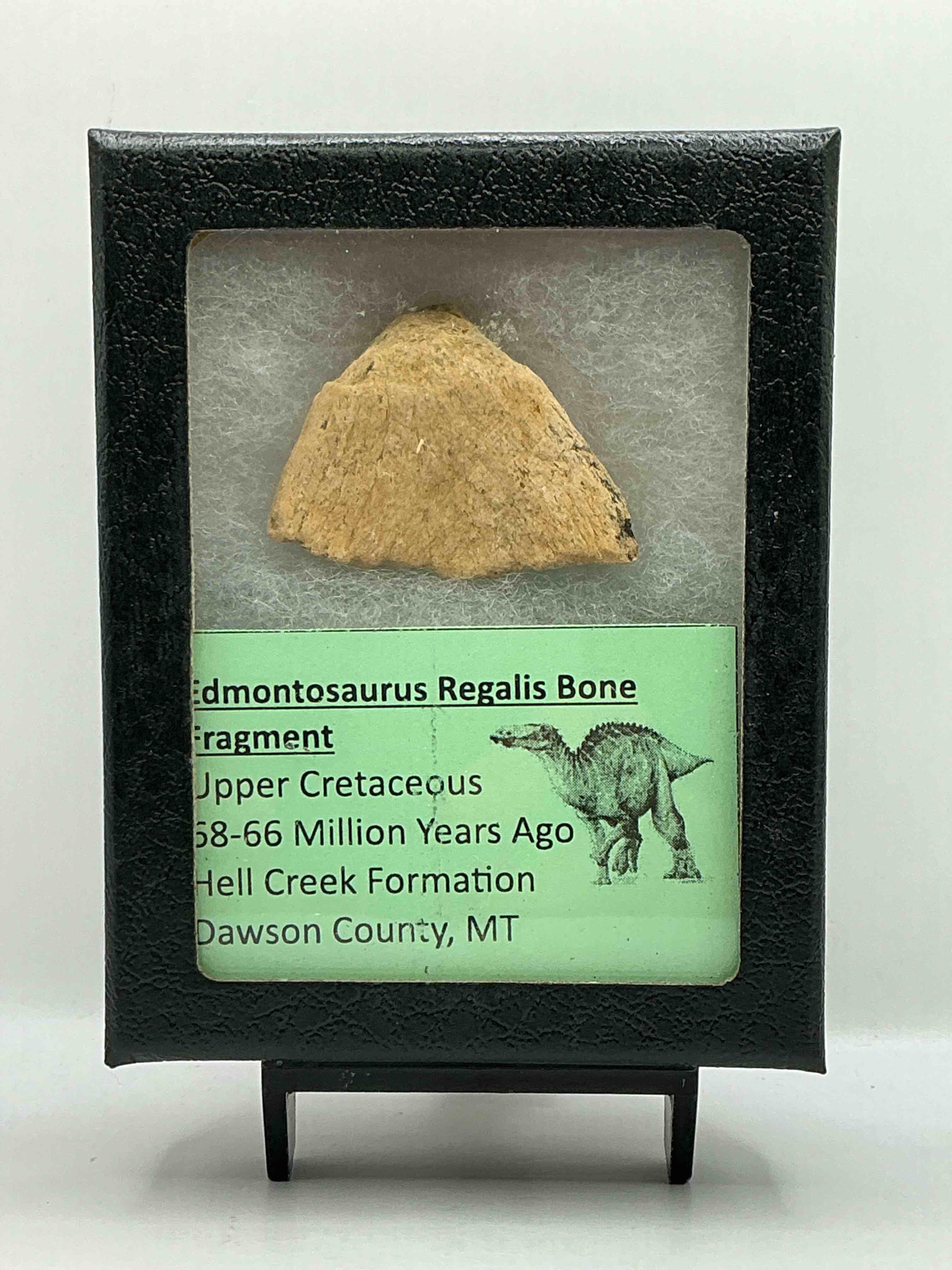 Prehistoric Treasure! Edmontosaurus Regalis Bone Fragment, Genuine Piece Of Dinosaur History! Insane Fossilized Bone Inside Of Case! Prospected In Dawson County, MT!