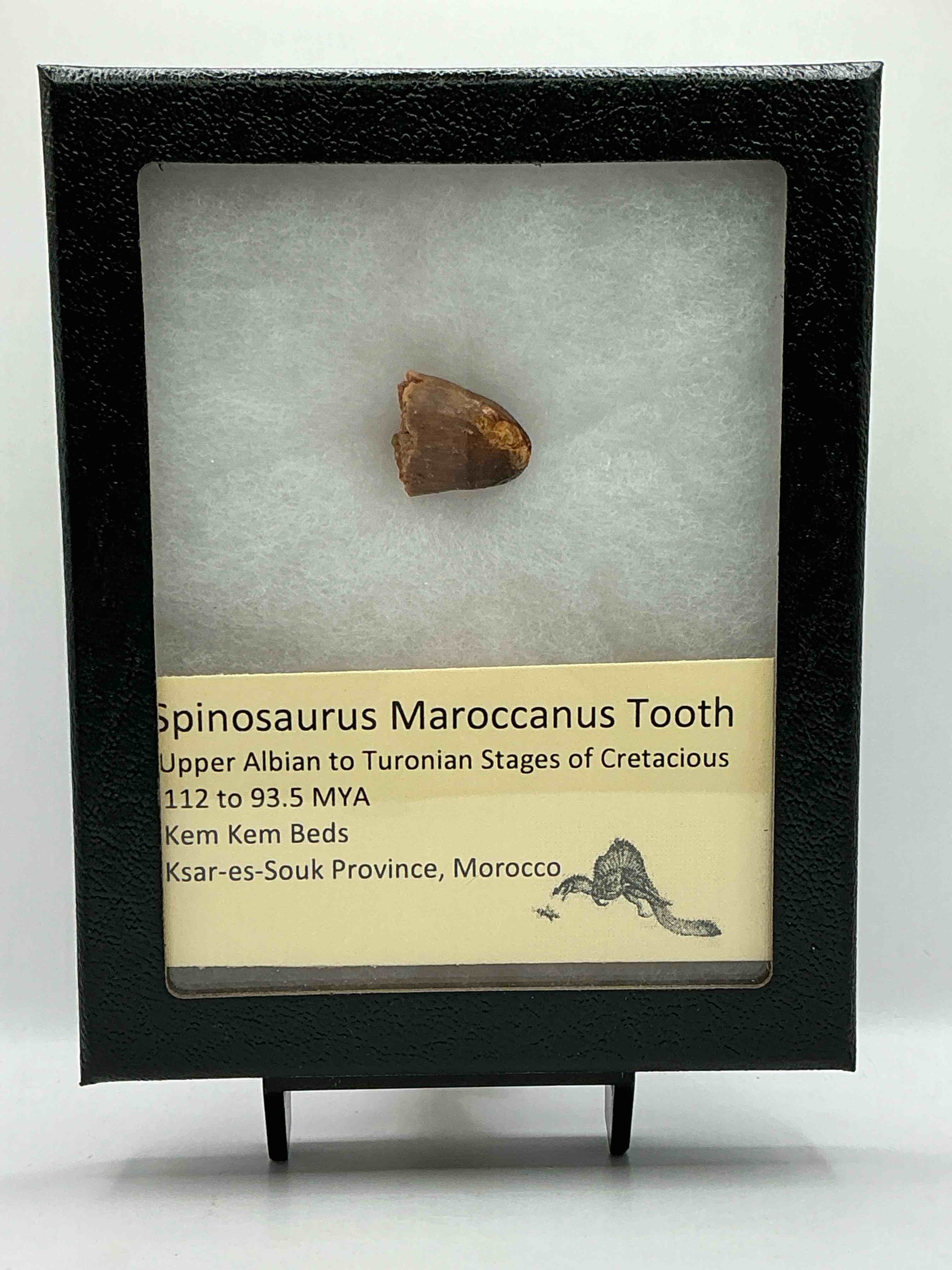Spinosaurus Tooth! Genuine Dino Fossil! Cretaceous Treasure! This Insane Piece Of History Is Fossilized & Encased! The Perfect Christmas Gift!