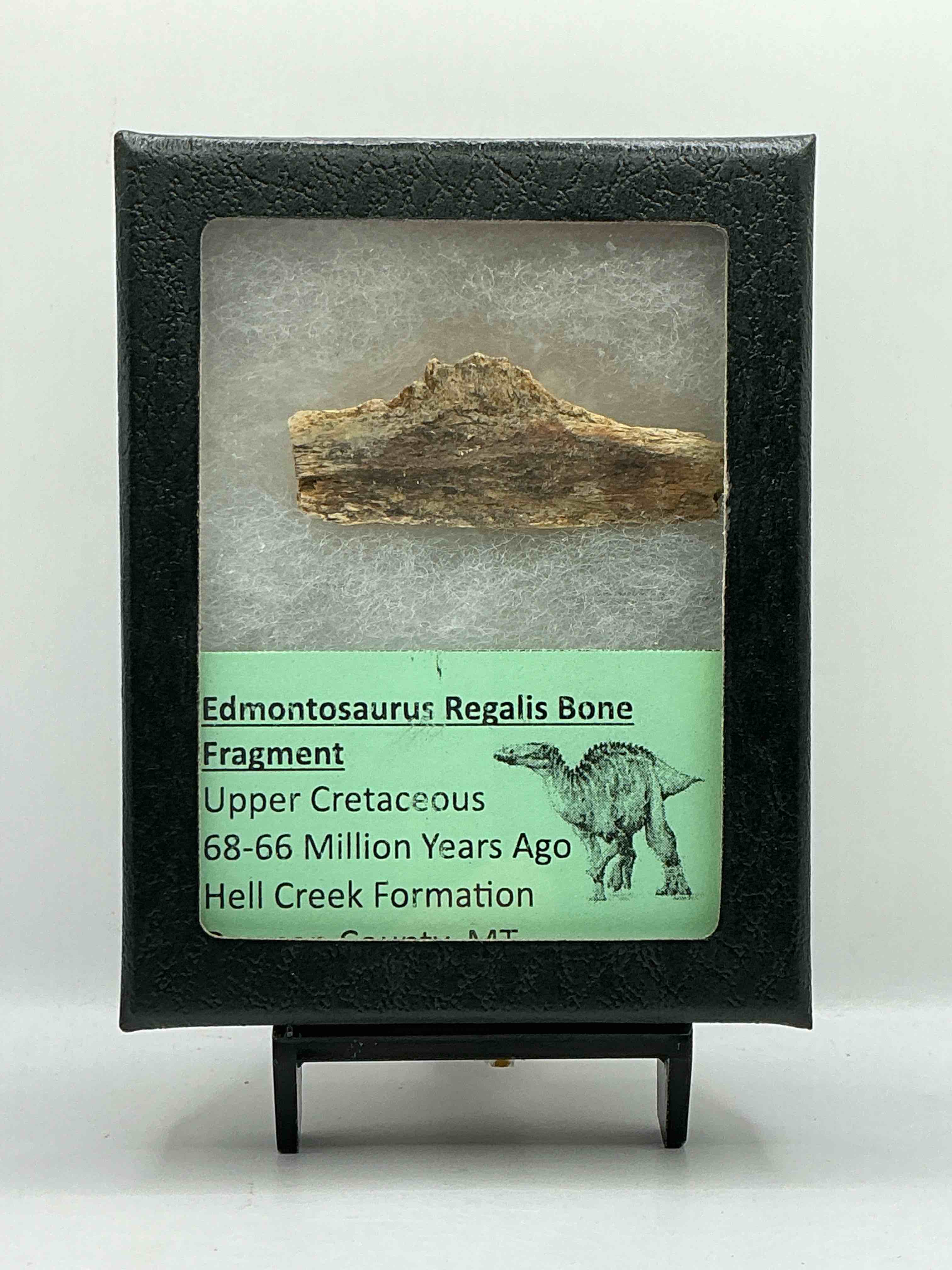 Cretaceous Treasure! Ultra Rare Edmontosaurus Regalis Bone Fragment… Prospected In MT & Encased! Super Rare Piece Of Dinosaur History!