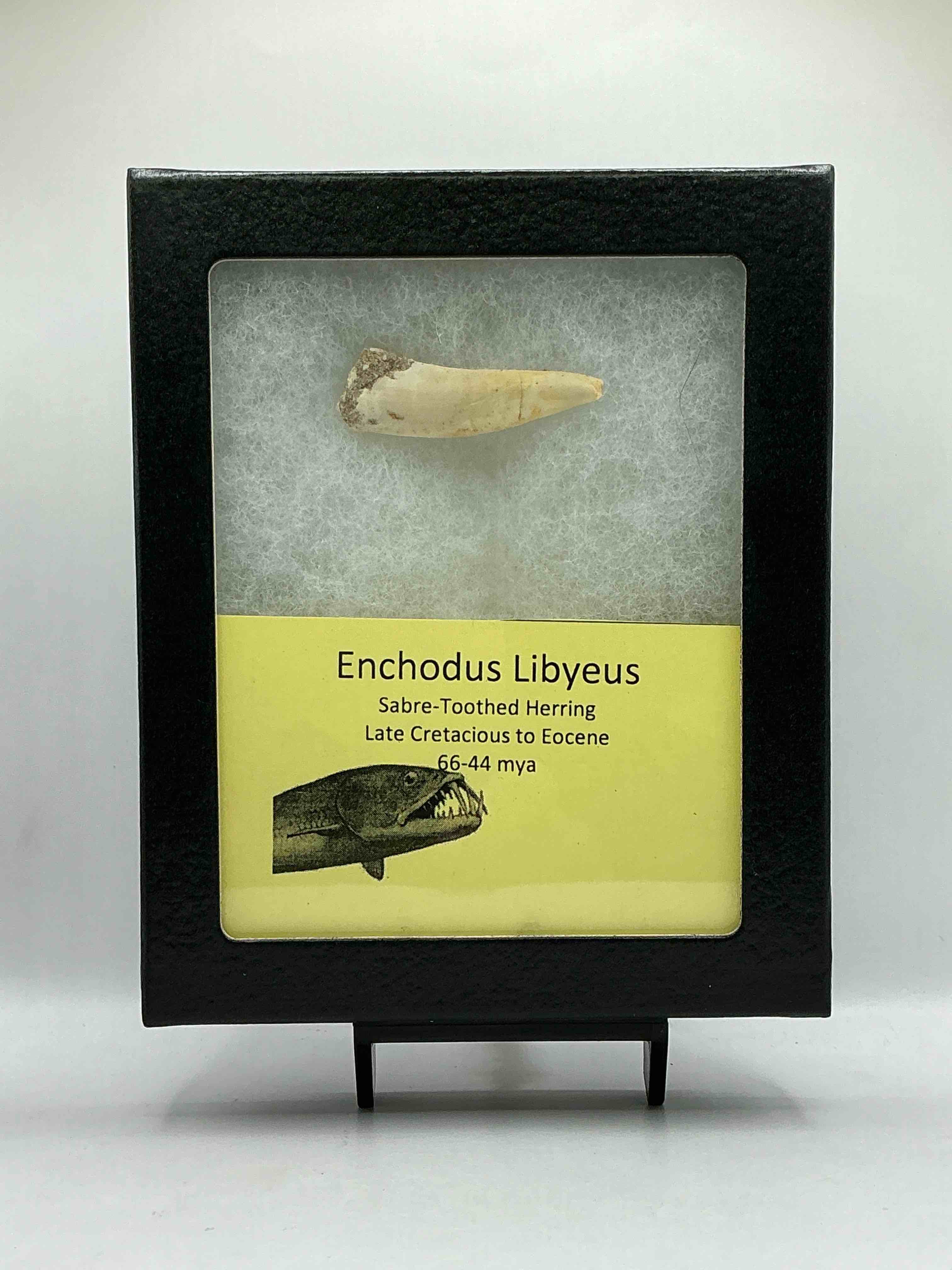 Prehistoric Treasure! Genuine Tooth From Sabre- Toothed Herring, A Dinosaur Aged Deep Sea Fish From The Cretaceous Period, Living 66-44 Million Years Ago! Own This Authentic, Amazing Fossilized Tooth!