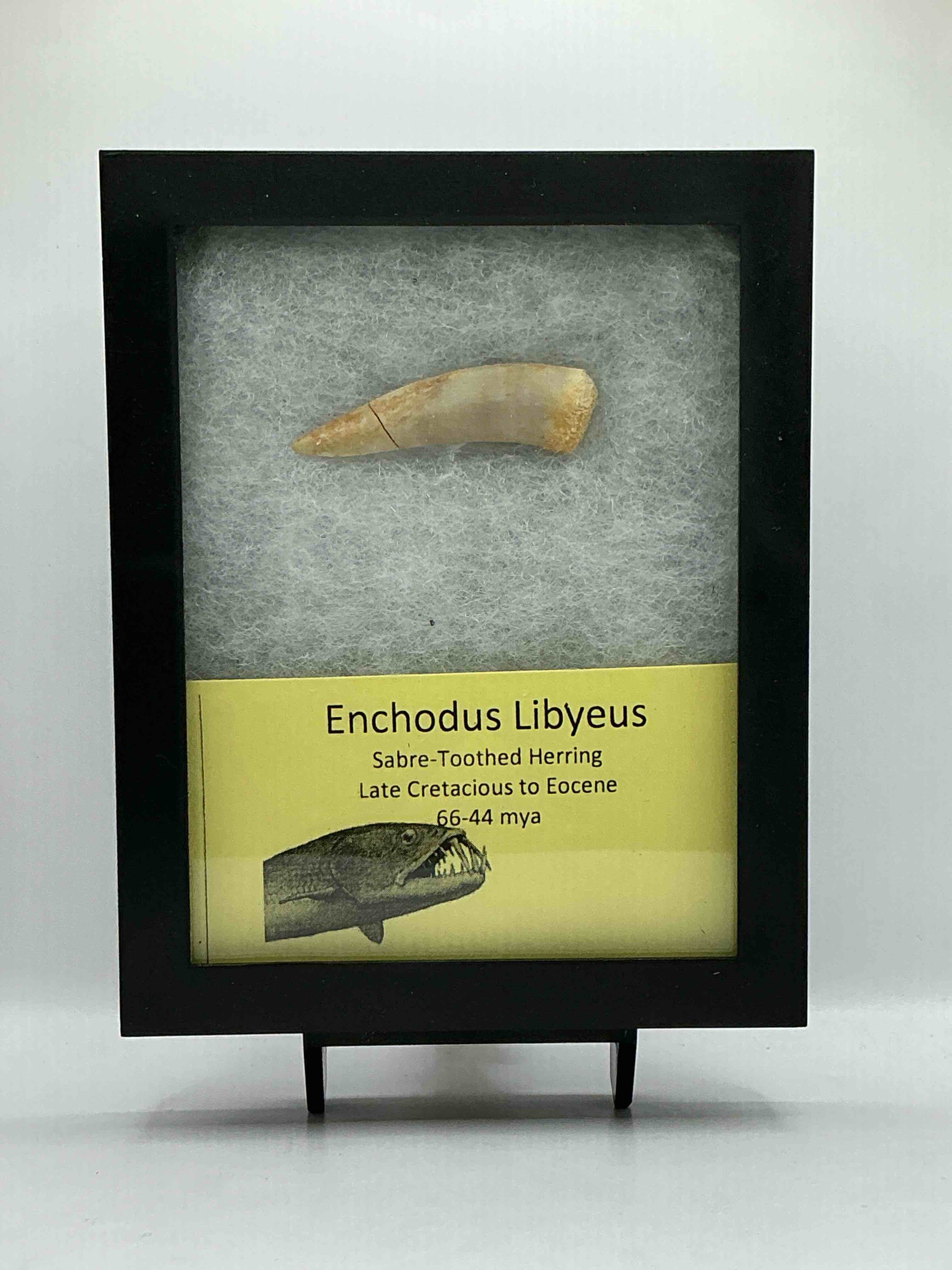 Collector’s Dream! Pokémon, Sports Cards, Gold & More!