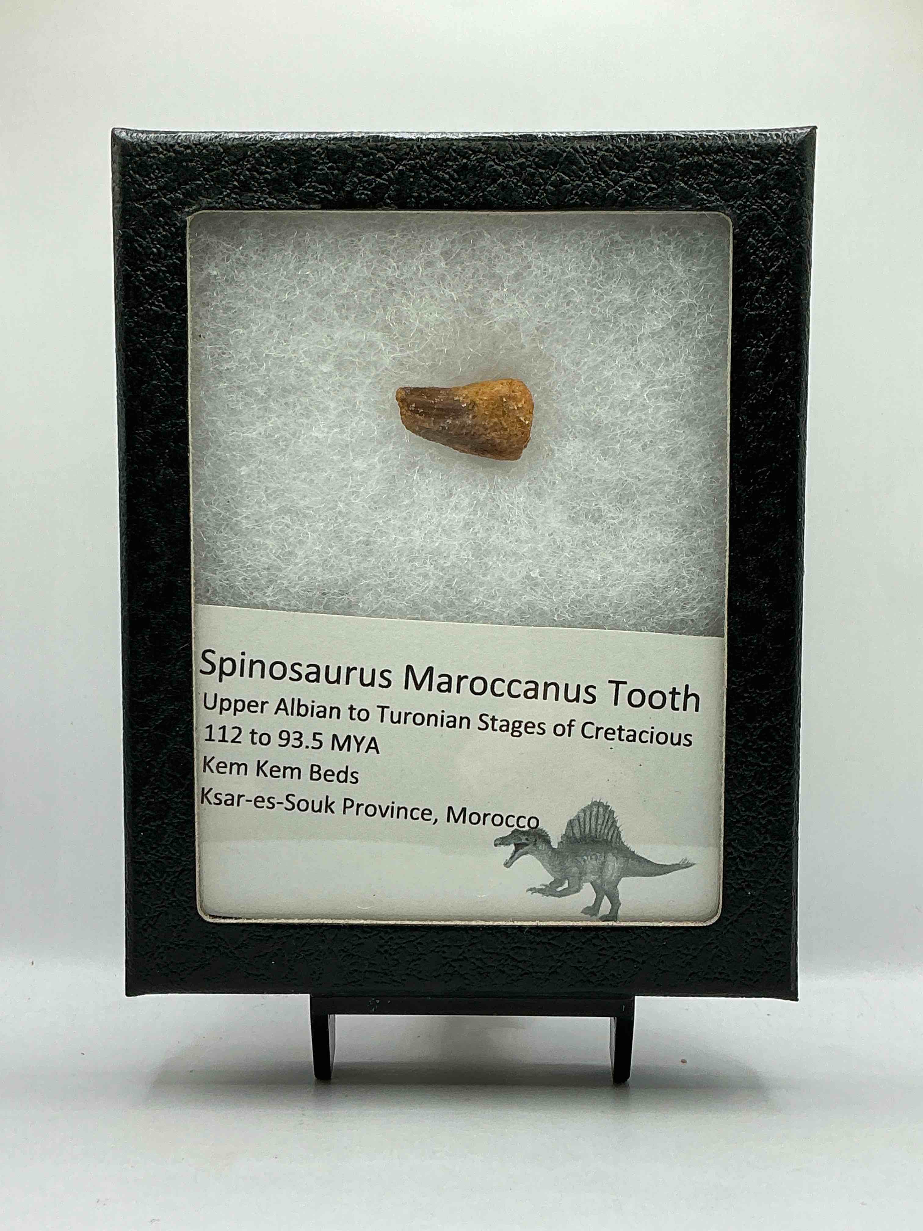 Spinosaurus Dinosaur Tooth, Genuine! Wow! Authentic Fossilized Spinosaurus Tooth! This Tooth Is From A Real, Fossilized Spinosaurs Dinosaur, From The Cretaceous Period (Living 112-97 Million Years Ago!). Tooth Was Dug From A Fossil Site In The Kem Kem Region Of Eastern Morocco. Spinosaurus Was Larger Than T Rex & Was Likely The Largest Land Dwelling Meat-Eating Dinosaur Ever. It Is Estimated To Have Been Up To 49 Feet In Length & Weighed Seven To Twenty Tons! It Had Distinctive Spines On It's Back Up To Five Feet Long! Tooth Comes With Cool Display Case! Own A Real, Rare Fossilized Dinosaur Tooth!