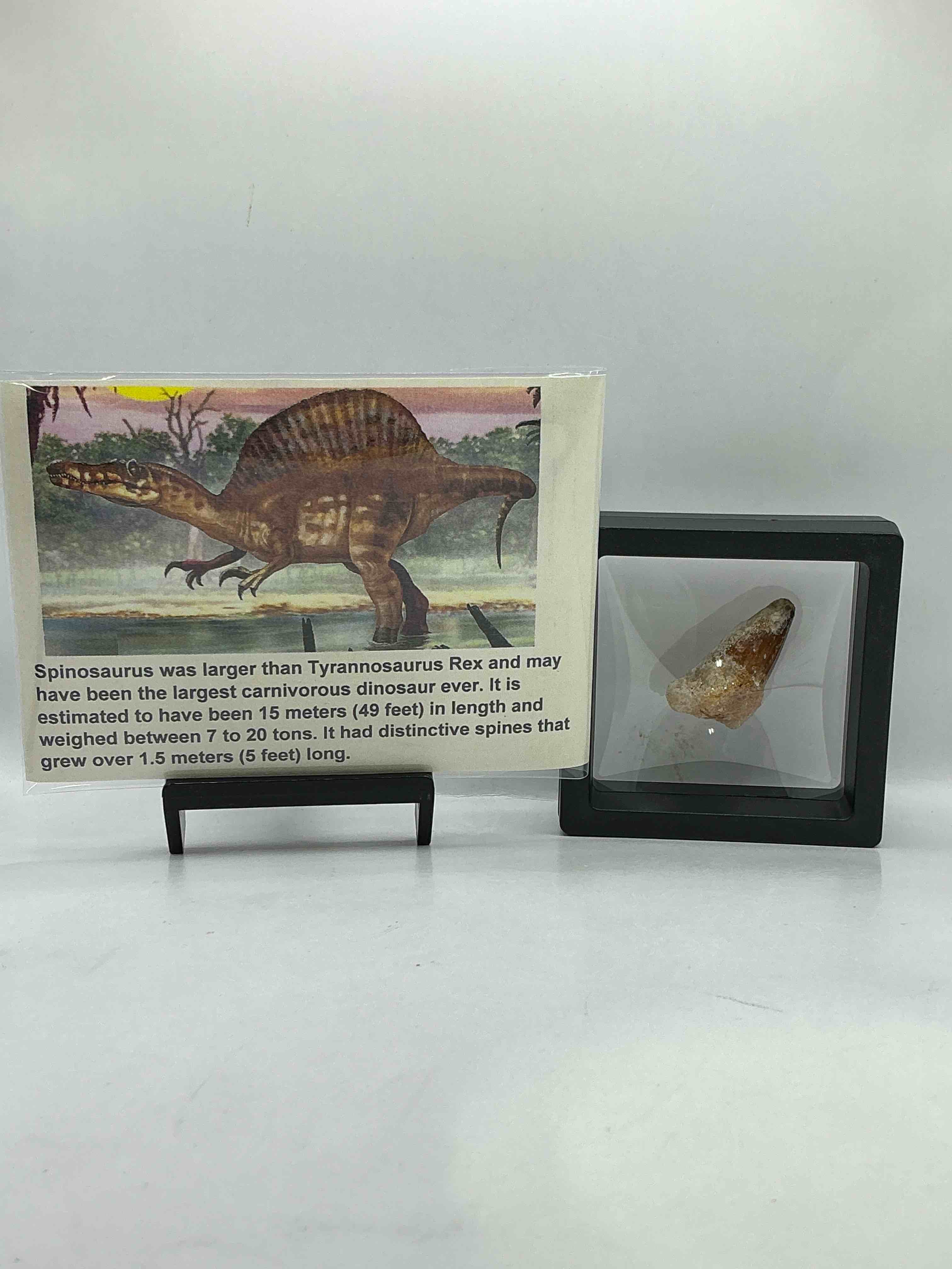 Spinosaurus Dinosaur Tooth, Genuine! Wow! Authentic Fossilized Spinosaurus Tooth! This Tooth Is From A Real, Fossilized Spinosaurs Dinosaur, From The Cretaceous Period (Living 112-97 Million Years Ago!). Tooth Was Dug From A Fossil Site In The Kem Kem Region Of Eastern Morocco. Spinosaurus Was Larger Than T Rex & Was Likely The Largest Land Dwelling Meat-Eating Dinosaur Ever. It Is Estimated To Have Been Up To 49 Feet In Length & Weighed Seven To Twenty Tons! It Had Distinctive Spines On It's Back Up To Five Feet Long! Tooth Comes With Cool Display Case! Own A Real, Rare Fossilized Dinosaur Tooth!