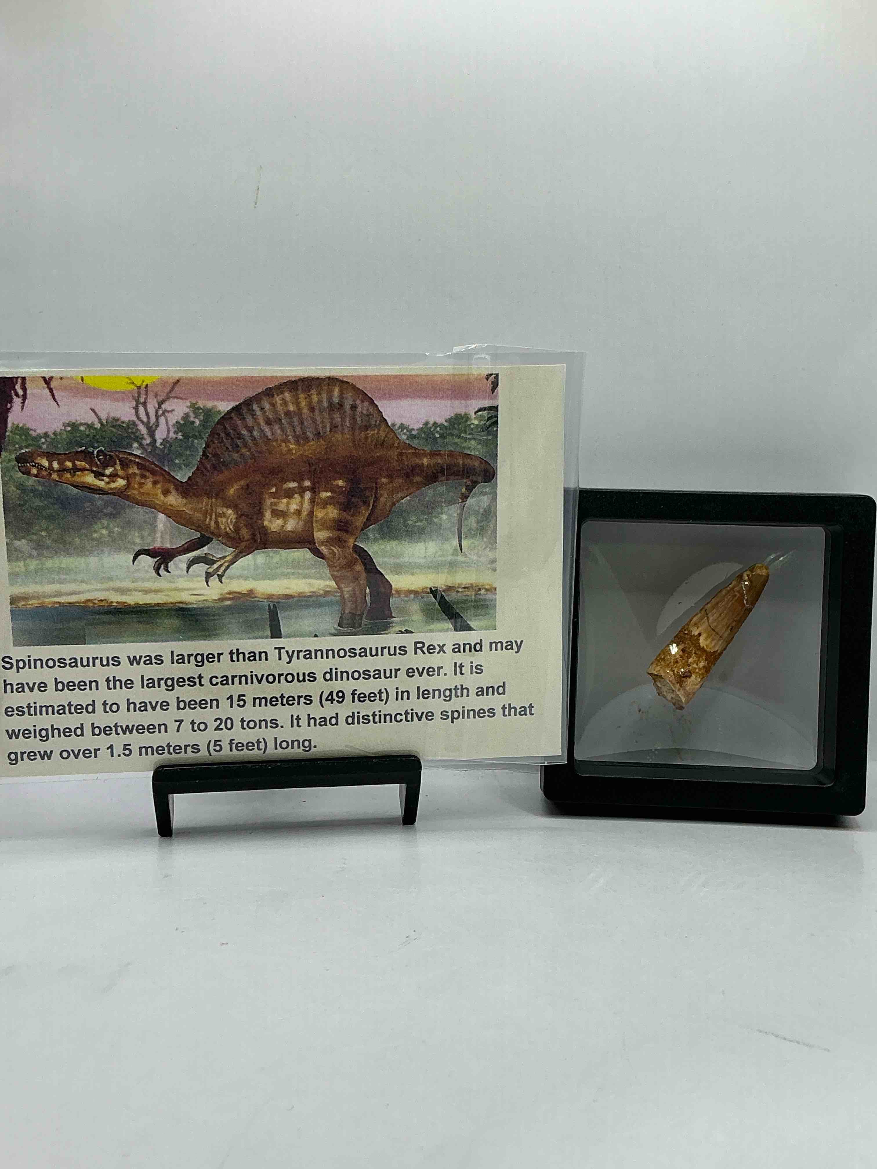 Spinosaurus Dinosaur Tooth, Genuine! Wow! Authentic Fossilized Spinosaurus Tooth! This Tooth Is From A Real, Fossilized Spinosaurs Dinosaur, From The Cretaceous Period (Living 112-97 Million Years Ago!). Tooth Was Dug From A Fossil Site In The Kem Kem Region Of Eastern Morocco. Spinosaurus Was Larger Than T Rex & Was Likely The Largest Land Dwelling Meat-Eating Dinosaur Ever. It Is Estimated To Have Been Up To 49 Feet In Length & Weighed Seven To Twenty Tons! It Had Distinctive Spines On It's Back Up To Five Feet Long! Tooth Comes With Cool Display Case! Own A Real, Rare Fossilized Dinosaur Tooth!