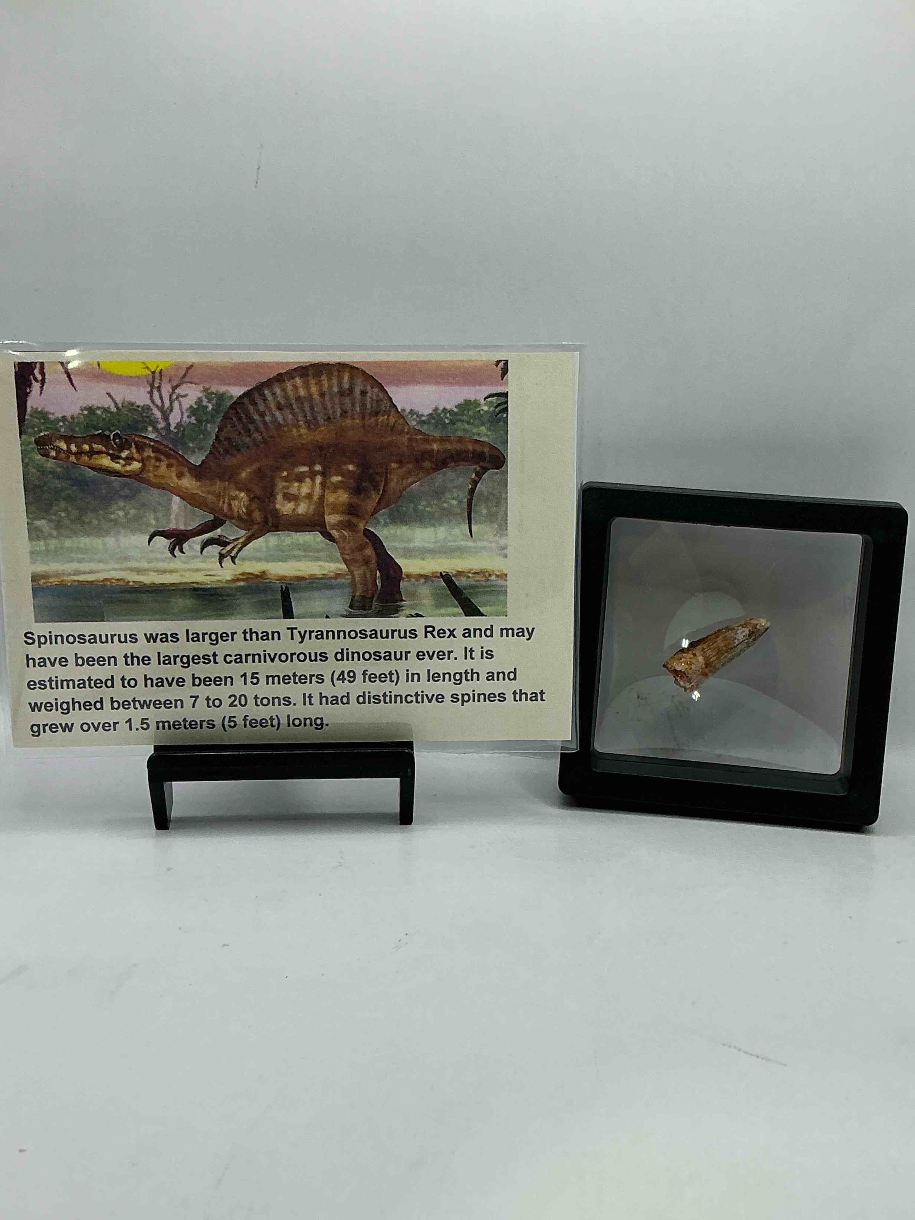 Spinosaurus Dinosaur Tooth, Genuine! Wow! Authentic Fossilized Spinosaurus Tooth! This Tooth Is From A Real, Fossilized Spinosaurs Dinosaur, From The Cretaceous Period (Living 112-97 Million Years Ago!). Tooth Was Dug From A Fossil Site In The Kem Kem Region Of Eastern Morocco. Spinosaurus Was Larger Than T Rex & Was Likely The Largest Land Dwelling Meat-Eating Dinosaur Ever. It Is Estimated To Have Been Up To 49 Feet In Length & Weighed Seven To Twenty Tons! It Had Distinctive Spines On It's Back Up To Five Feet Long! Tooth Comes With Cool Display Case! Own A Real, Rare Fossilized Dinosaur Tooth!