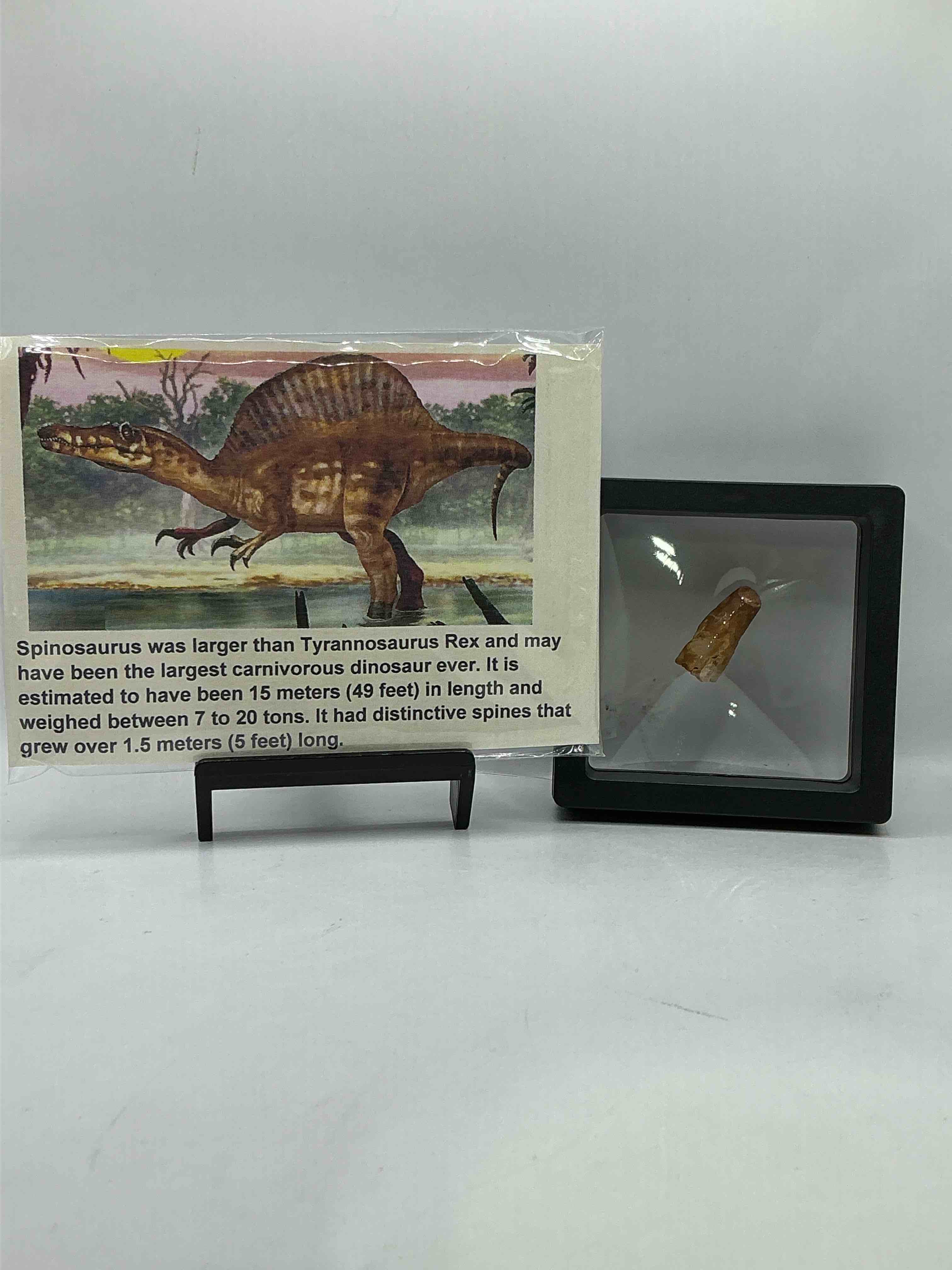 Spinosaurus Dinosaur Tooth, Genuine! Wow! Authentic Fossilized Spinosaurus Tooth! This Tooth Is From A Real, Fossilized Spinosaurs Dinosaur, From The Cretaceous Period (Living 112-97 Million Years Ago!). Tooth Was Dug From A Fossil Site In The Kem Kem Region Of Eastern Morocco. Spinosaurus Was Larger Than T Rex & Was Likely The Largest Land Dwelling Meat-Eating Dinosaur Ever. It Is Estimated To Have Been Up To 49 Feet In Length & Weighed Seven To Twenty Tons! It Had Distinctive Spines On It's Back Up To Five Feet Long! Tooth Comes With Cool Display Case! Own A Real, Rare Fossilized Dinosaur Tooth!