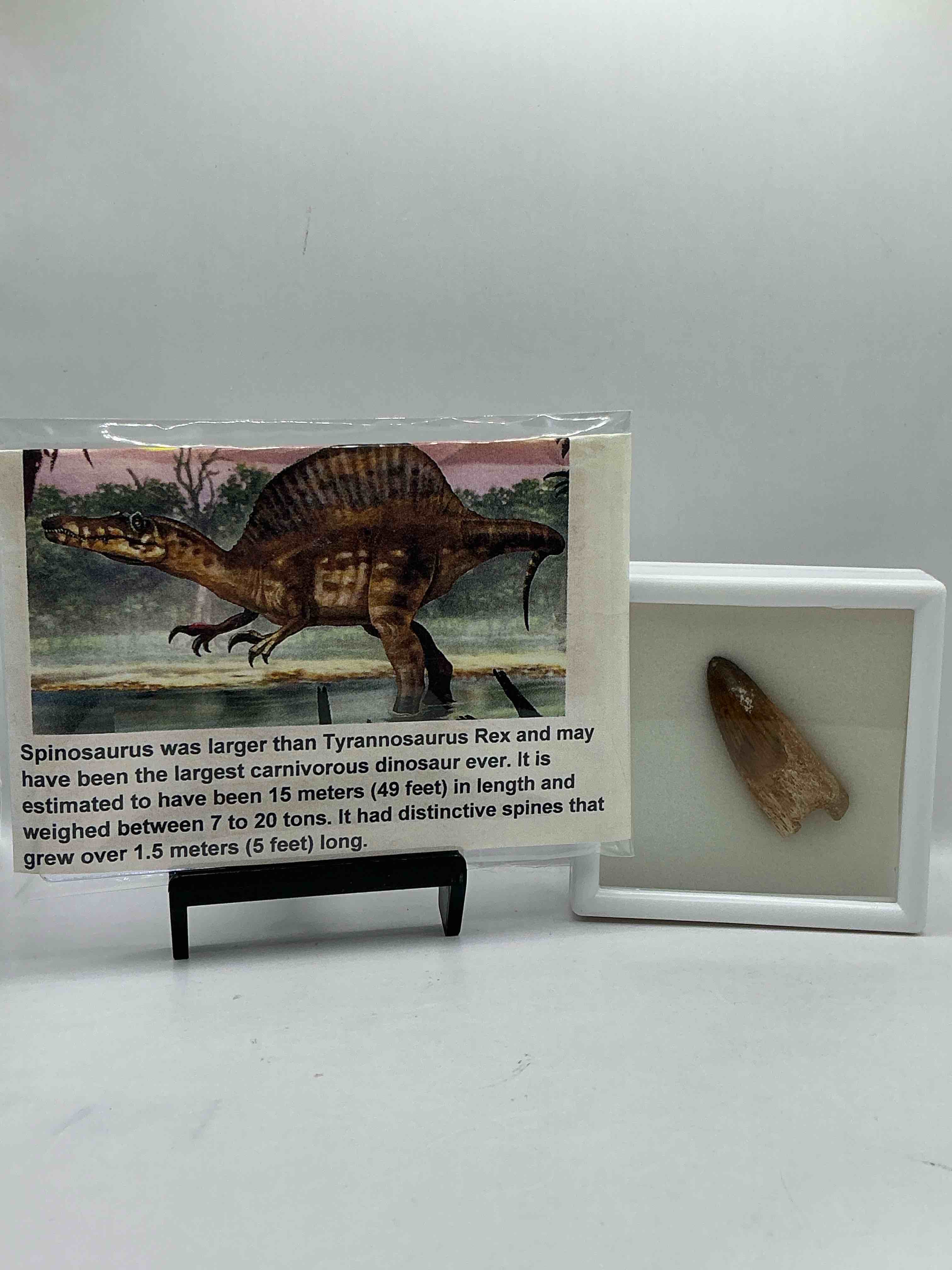 Spinosaurus Dinosaur Tooth, Genuine! Wow! Authentic Fossilized Spinosaurus Tooth! This Tooth Is From A Real, Fossilized Spinosaurs Dinosaur, From The Cretaceous Period (Living 112-97 Million Years Ago!). Tooth Was Dug From A Fossil Site In The Kem Kem Region Of Eastern Morocco. Spinosaurus Was Larger Than T Rex & Was Likely The Largest Land Dwelling Meat-Eating Dinosaur Ever. It Is Estimated To Have Been Up To 49 Feet In Length & Weighed Seven To Twenty Tons! It Had Distinctive Spines On It's Back Up To Five Feet Long! Tooth Comes With Cool Display Case! Own A Real, Rare Fossilized Dinosaur Tooth!
