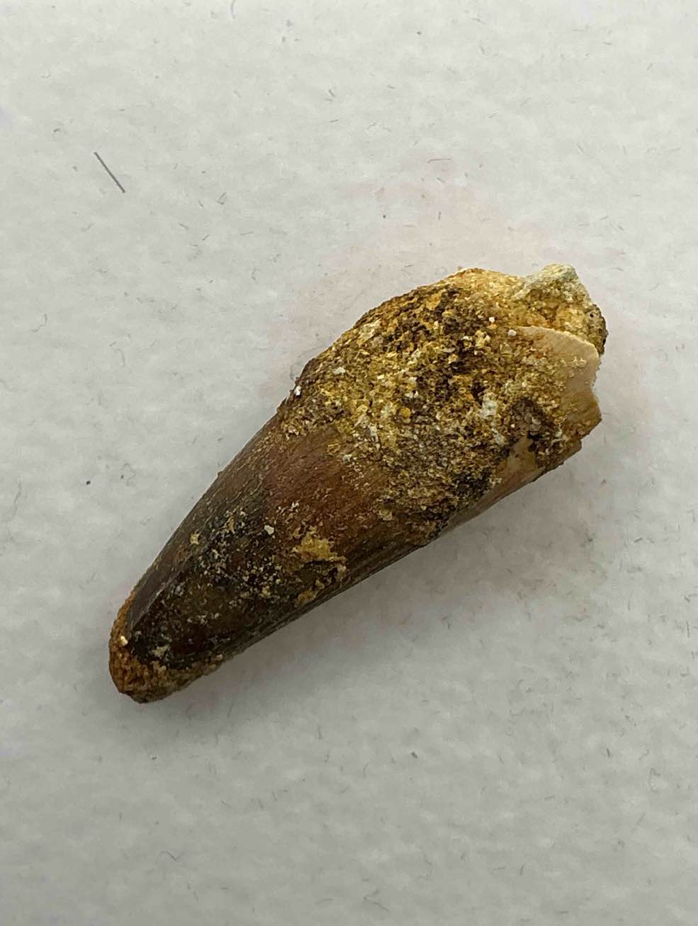 spinosaurus dinosaur tooth, genuine! wow! authentic fossilized spinosaurus tooth! this tooth is from a real, fossilized spinosaurs dinosaur, from the cretaceous period (living 112-97 million years ago!). tooth was dug from a fossil site in the kem kem region of eastern morocco. spinosaurus was larger than t rex & was likely the largest land dwelling meat-eating dinosaur ever. it is estimated to have been up to 49 feet in length & weighed seven to twenty tons! it had distinctive spines on it's back up to five feet long! tooth comes with cool display case! own a real, rare fossilized dinosaur tooth!
