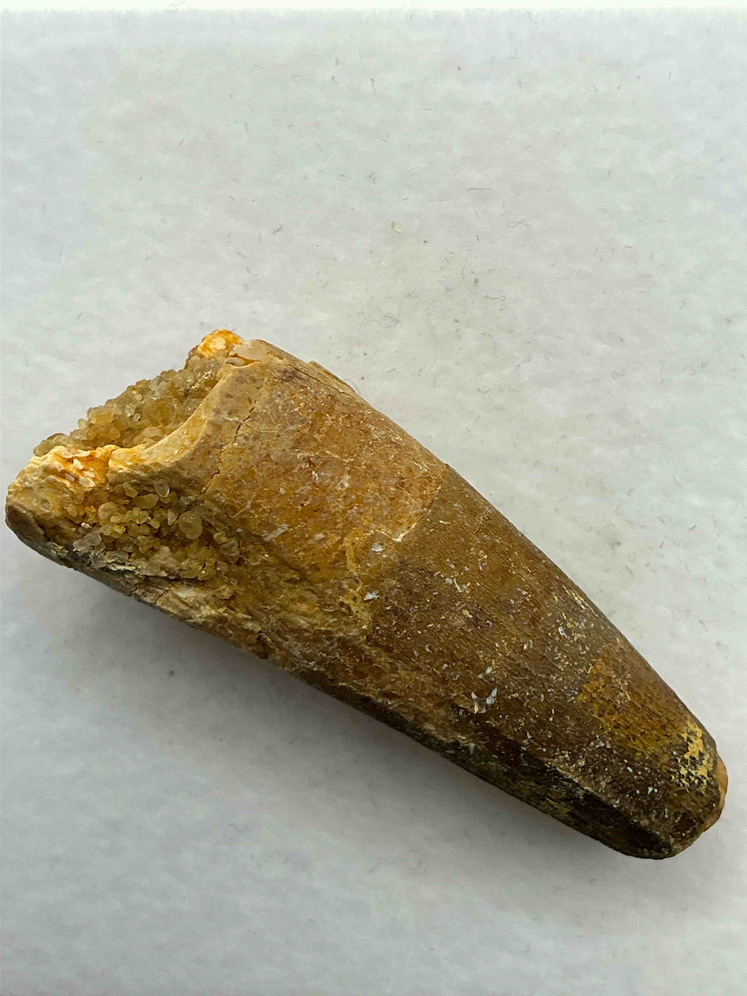 Spinosaurus Dinosaur Tooth, Genuine! Wow! Authentic Fossilized Spinosaurus Tooth! This Tooth Is From A Real, Fossilized Spinosaurs Dinosaur, From The Cretaceous Period (Living 112-97 Million Years Ago!). Tooth Was Dug From A Fossil Site In The Kem Kem Region Of Eastern Morocco. Spinosaurus Was Larger Than T Rex & Was Likely The Largest Land Dwelling Meat-Eating Dinosaur Ever. It Is Estimated To Have Been Up To 49 Feet In Length & Weighed Seven To Twenty Tons! It Had Distinctive Spines On It's Back Up To Five Feet Long! Tooth Comes With Cool Display Case! Own A Real, Rare Fossilized Dinosaur Tooth!