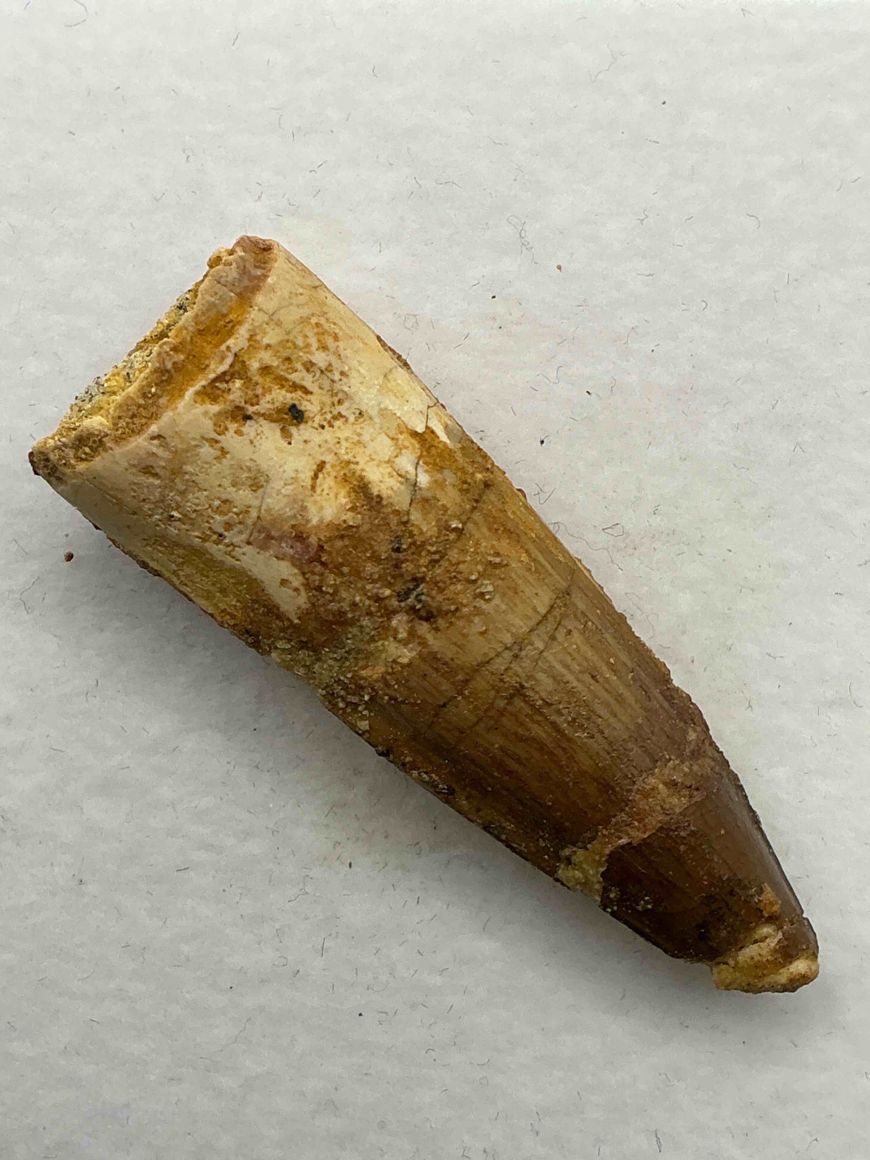 Spinosaurus Dinosaur Tooth, Genuine! Wow! Authentic Fossilized Spinosaurus Tooth! This Tooth Is From A Real, Fossilized Spinosaurs Dinosaur, From The Cretaceous Period (Living 112-97 Million Years Ago!). Tooth Was Dug From A Fossil Site In The Kem Kem Region Of Eastern Morocco. Spinosaurus Was Larger Than T Rex & Was Likely The Largest Land Dwelling Meat-Eating Dinosaur Ever. It Is Estimated To Have Been Up To 49 Feet In Length & Weighed Seven To Twenty Tons! It Had Distinctive Spines On It's Back Up To Five Feet Long! Tooth Comes With Cool Display Case! Own A Real, Rare Fossilized Dinosaur Tooth!