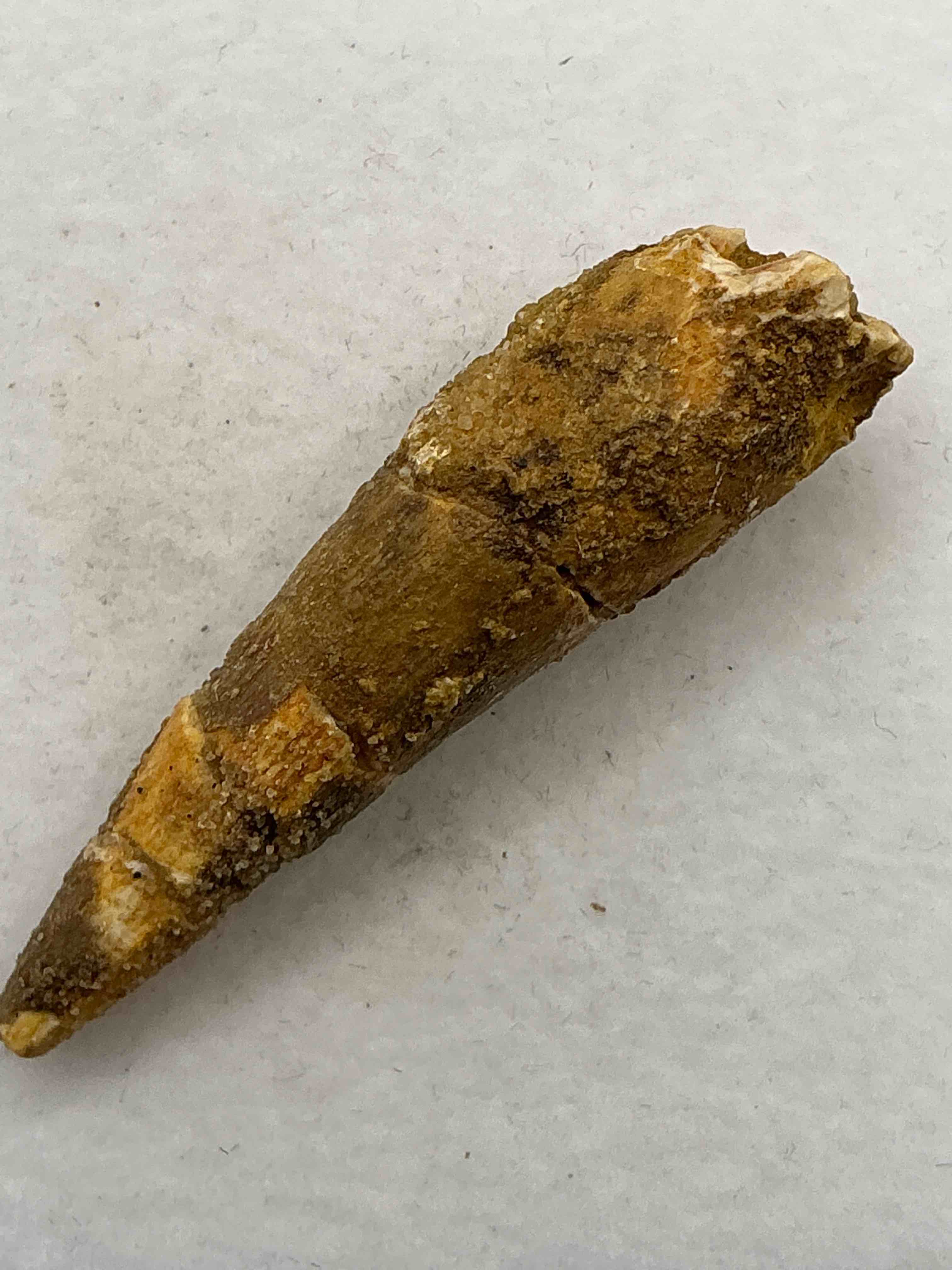 Spinosaurus Dinosaur Tooth, Genuine! Wow! Authentic Fossilized Spinosaurus Tooth! This Tooth Is From A Real, Fossilized Spinosaurs Dinosaur, From The Cretaceous Period (Living 112-97 Million Years Ago!). Tooth Was Dug From A Fossil Site In The Kem Kem Region Of Eastern Morocco. Spinosaurus Was Larger Than T Rex & Was Likely The Largest Land Dwelling Meat-Eating Dinosaur Ever. It Is Estimated To Have Been Up To 49 Feet In Length & Weighed Seven To Twenty Tons! It Had Distinctive Spines On It's Back Up To Five Feet Long! Tooth Comes With Cool Display Case! Own A Real, Rare Fossilized Dinosaur Tooth!