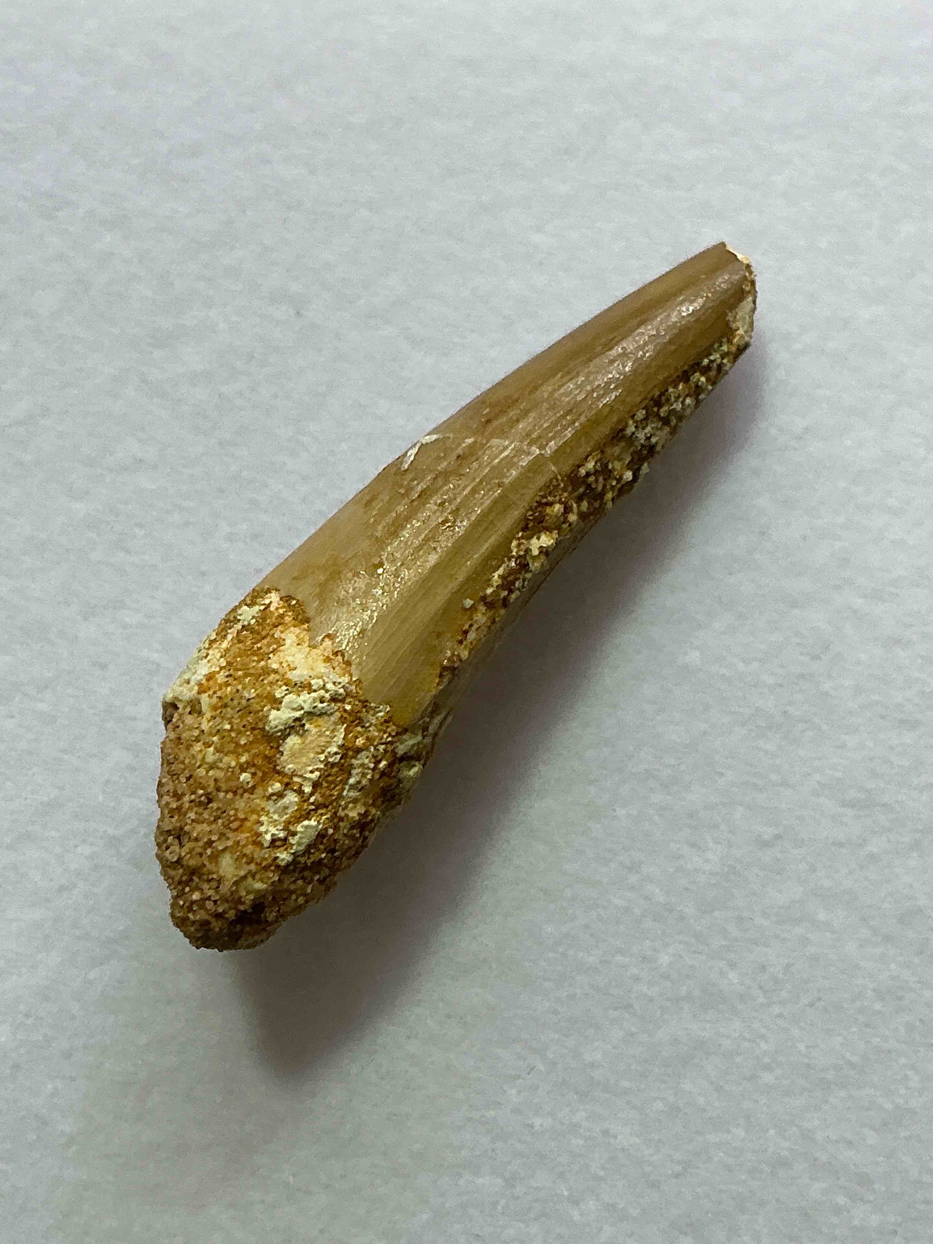 Spinosaurus Dinosaur Tooth, Genuine! Wow! Authentic Fossilized Spinosaurus Tooth! This Tooth Is From A Real, Fossilized Spinosaurs Dinosaur, From The Cretaceous Period (Living 112-97 Million Years Ago!). Tooth Was Dug From A Fossil Site In The Kem Kem Region Of Eastern Morocco. Spinosaurus Was Larger Than T Rex & Was Likely The Largest Land Dwelling Meat-Eating Dinosaur Ever. It Is Estimated To Have Been Up To 49 Feet In Length & Weighed Seven To Twenty Tons! It Had Distinctive Spines On It's Back Up To Five Feet Long! Tooth Comes With Cool Display Case! Own A Real, Rare Fossilized Dinosaur Tooth!