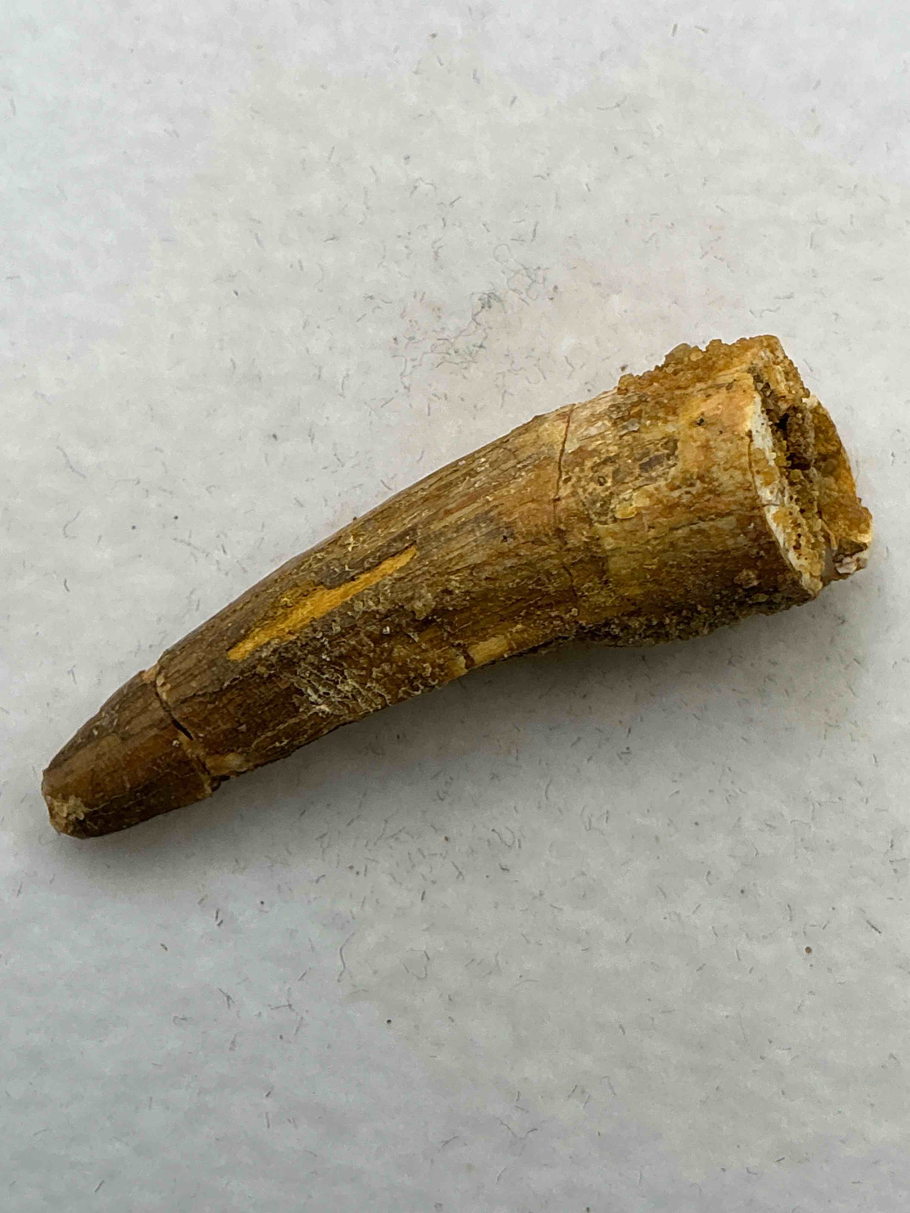 Spinosaurus Dinosaur Tooth, Genuine! Wow! Authentic Fossilized Spinosaurus Tooth! This Tooth Is From A Real, Fossilized Spinosaurs Dinosaur, From The Cretaceous Period (Living 112-97 Million Years Ago!). Tooth Was Dug From A Fossil Site In The Kem Kem Region Of Eastern Morocco. Spinosaurus Was Larger Than T Rex & Was Likely The Largest Land Dwelling Meat-Eating Dinosaur Ever. It Is Estimated To Have Been Up To 49 Feet In Length & Weighed Seven To Twenty Tons! It Had Distinctive Spines On It's Back Up To Five Feet Long! Tooth Comes With Cool Display Case! Own A Real, Rare Fossilized Dinosaur Tooth!