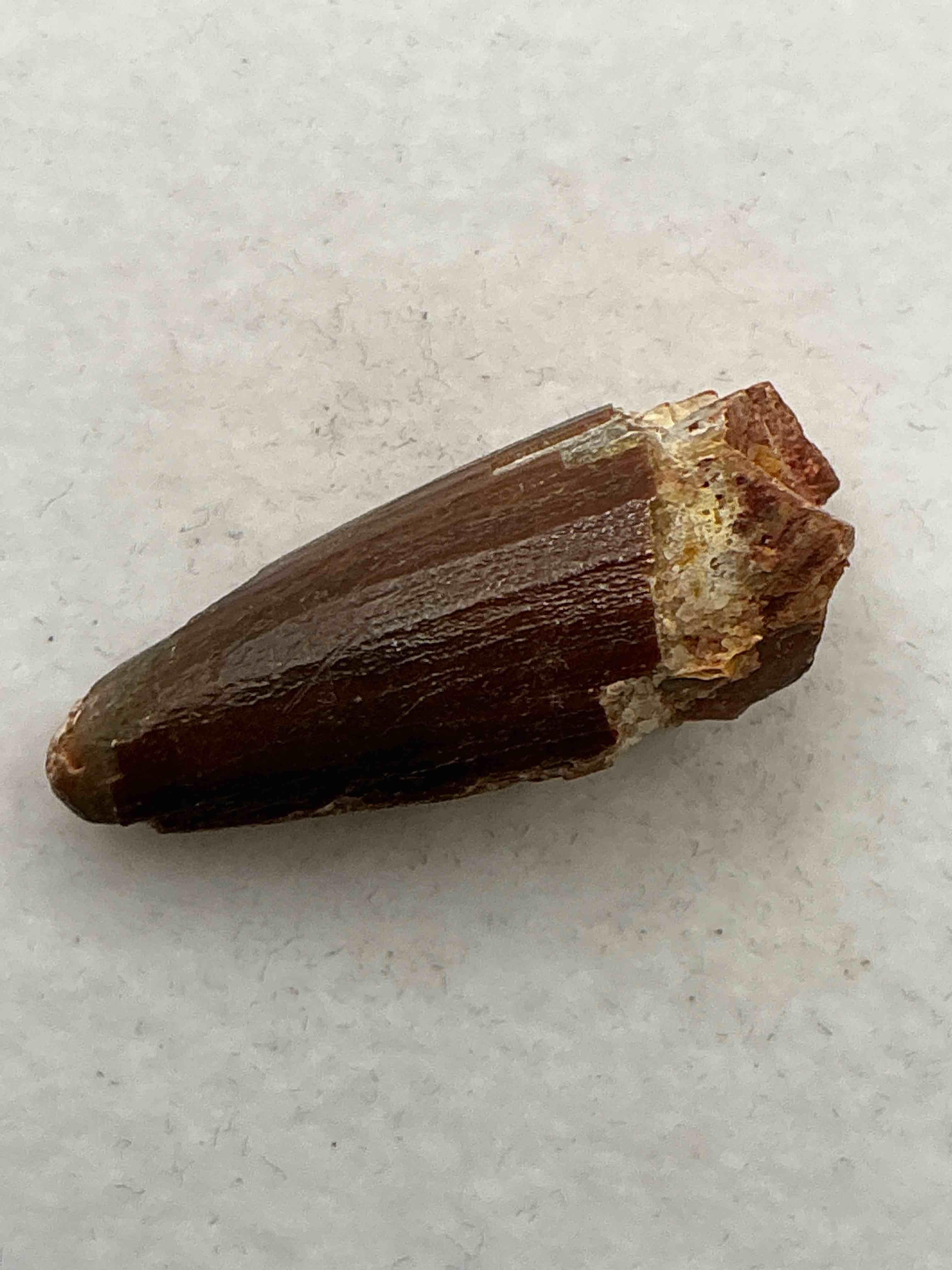 Spinosaurus Dinosaur Tooth, Genuine! Wow! Authentic Fossilized Spinosaurus Tooth! This Tooth Is From A Real, Fossilized Spinosaurs Dinosaur, From The Cretaceous Period (Living 112-97 Million Years Ago!). Tooth Was Dug From A Fossil Site In The Kem Kem Region Of Eastern Morocco. Spinosaurus Was Larger Than T Rex & Was Likely The Largest Land Dwelling Meat-Eating Dinosaur Ever. It Is Estimated To Have Been Up To 49 Feet In Length & Weighed Seven To Twenty Tons! It Had Distinctive Spines On It's Back Up To Five Feet Long! Tooth Comes With Cool Display Case! Own A Real, Rare Fossilized Dinosaur Tooth!