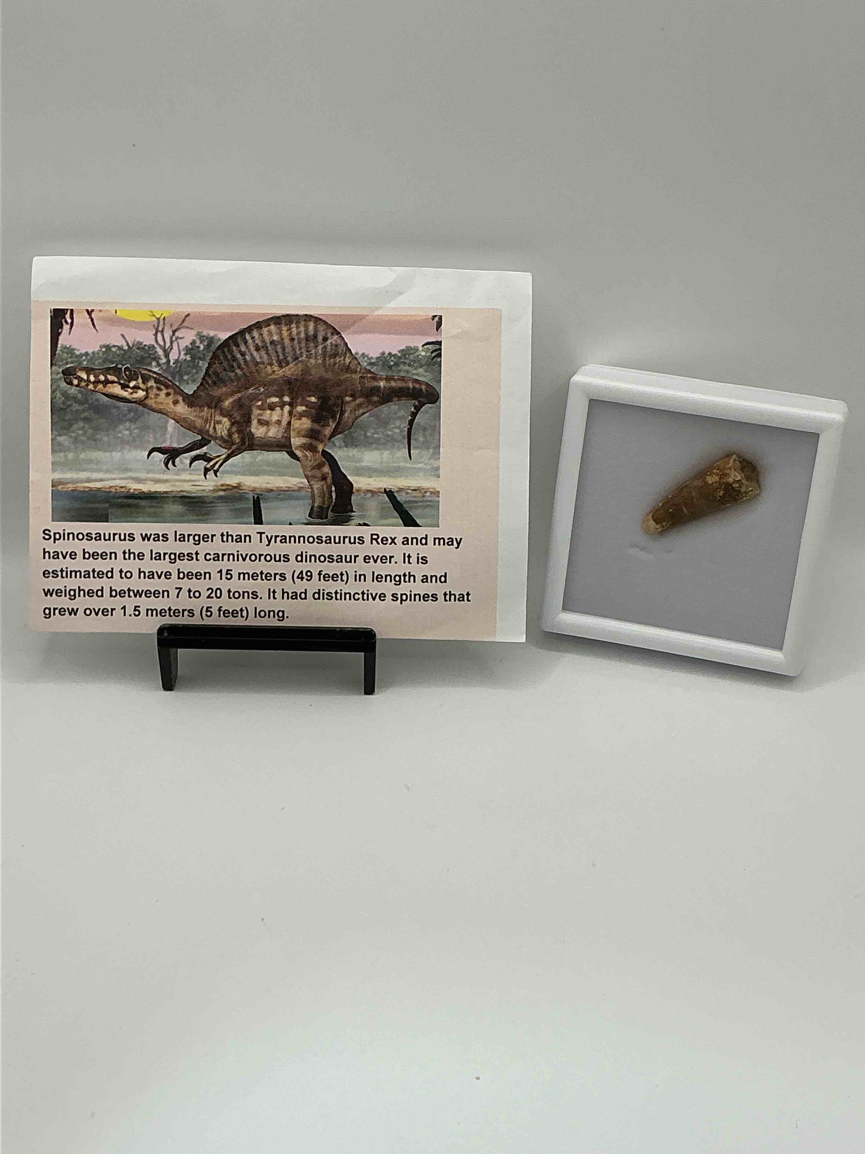 Condition photo showing Good Condition for Spinosaurus Dinosaur Tooth, Genuine! Wow! Authentic Fossilized Spinosaurus Tooth! This Tooth Is From A Real, Fossilized Spinosaurs Dinosaur, From The Cretaceous Period (Living 112-97 Million Years Ago!). Tooth Was Dug From A Fossil Site In The Kem Kem Region Of Eastern Morocco. Spinosaurus Was Larger Than T Rex & Was Likely The Largest Land Dwelling Meat-Eating Dinosaur Ever. It Is Estimated To Have Been Up To 49 Feet In Length & Weighed Seven To Twenty Tons! It Had Distinctive Spines On It's Back Up To Five Feet Long! Tooth Comes With Cool Display Case! Own A Real, Rare Fossilized Dinosaur Tooth!