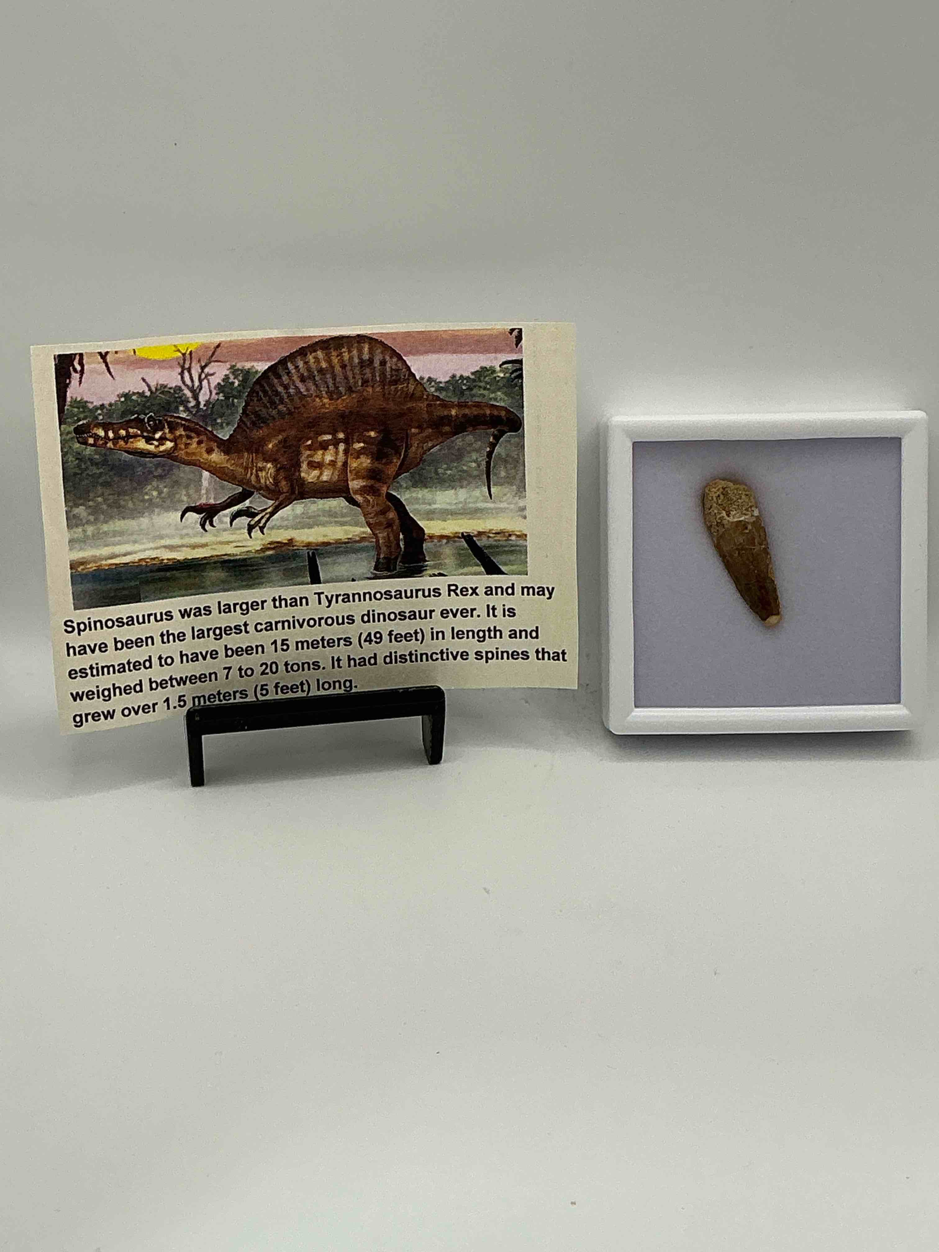 Spinosaurus Dinosaur Tooth, Genuine! Wow! Authentic Fossilized Spinosaurus Tooth! This Tooth Is From A Real, Fossilized Spinosaurs Dinosaur, From The Cretaceous Period (Living 112-97 Million Years Ago!). Tooth Was Dug From A Fossil Site In The Kem Kem Region Of Eastern Morocco. Spinosaurus Was Larger Than T Rex & Was Likely The Largest Land Dwelling Meat-Eating Dinosaur Ever. It Is Estimated To Have Been Up To 49 Feet In Length & Weighed Seven To Twenty Tons! It Had Distinctive Spines On It's Back Up To Five Feet Long! Tooth Comes With Cool Display Case! Own A Real, Rare Fossilized Dinosaur Tooth!