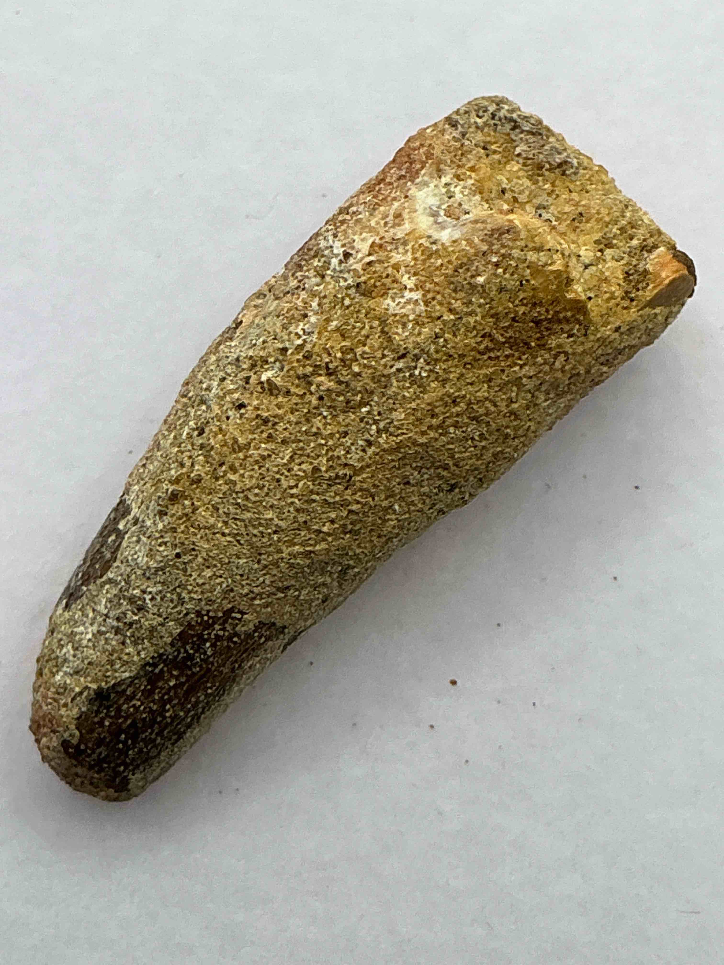 spinosaurus dinosaur tooth, genuine! wow! authentic fossilized spinosaurus tooth! this tooth is from a real, fossilized spinosaurs dinosaur, from the cretaceous period (living 112-97 million years ago!). tooth was dug from a fossil site in the kem kem region of eastern morocco. spinosaurus was larger than t rex & was likely the largest land dwelling meat-eating dinosaur ever. it is estimated to have been up to 49 feet in length & weighed seven to twenty tons! it had distinctive spines on it's back up to five feet long! tooth comes with cool display case! own a real, rare fossilized dinosaur tooth!