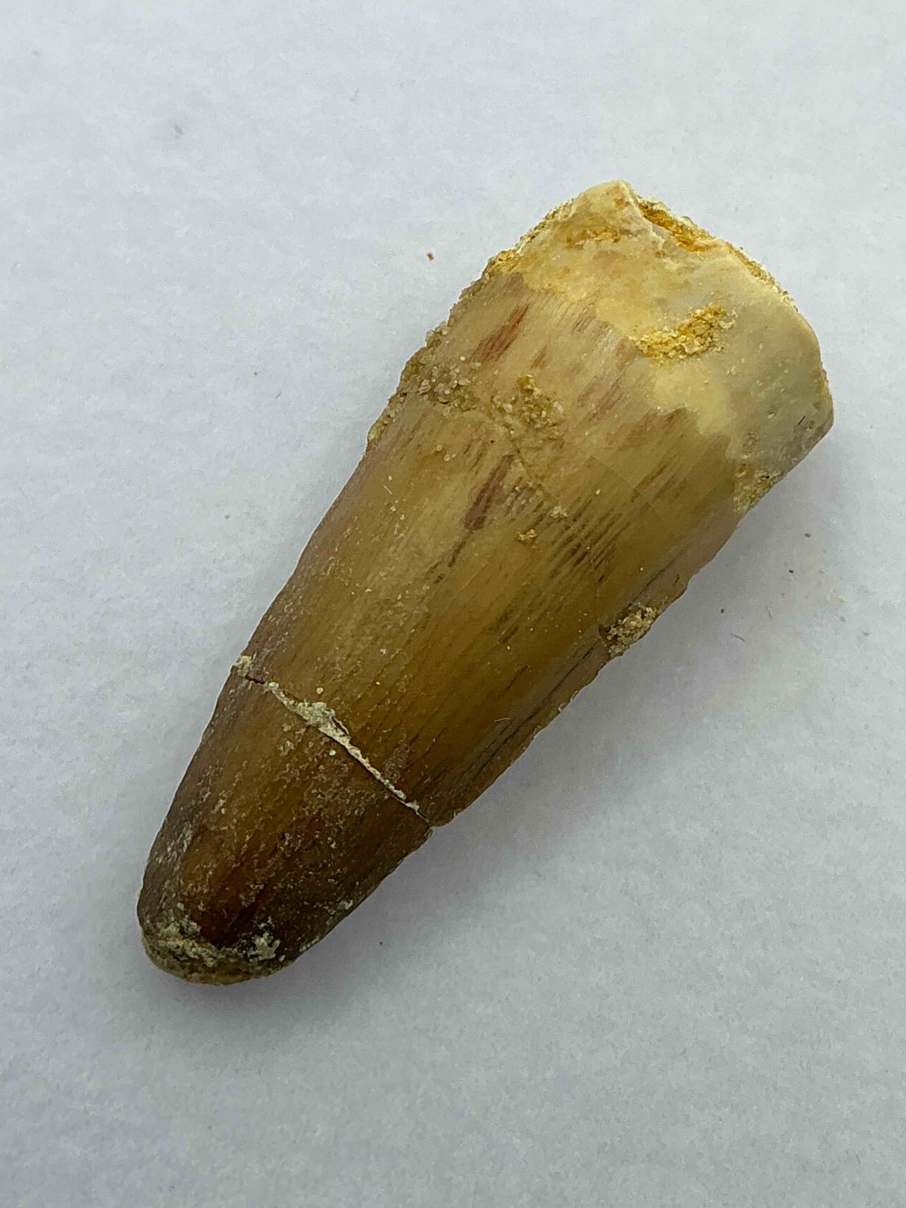 spinosaurus dinosaur tooth, genuine! wow! authentic fossilized spinosaurus tooth! this tooth is from a real, fossilized spinosaurs dinosaur, from the cretaceous period (living 112-97 million years ago!). tooth was dug from a fossil site in the kem kem region of eastern morocco. spinosaurus was larger than t rex & was likely the largest land dwelling meat-eating dinosaur ever. it is estimated to have been up to 49 feet in length & weighed seven to twenty tons! it had distinctive spines on it's back up to five feet long! tooth comes with cool display case! own a real, rare fossilized dinosaur tooth!