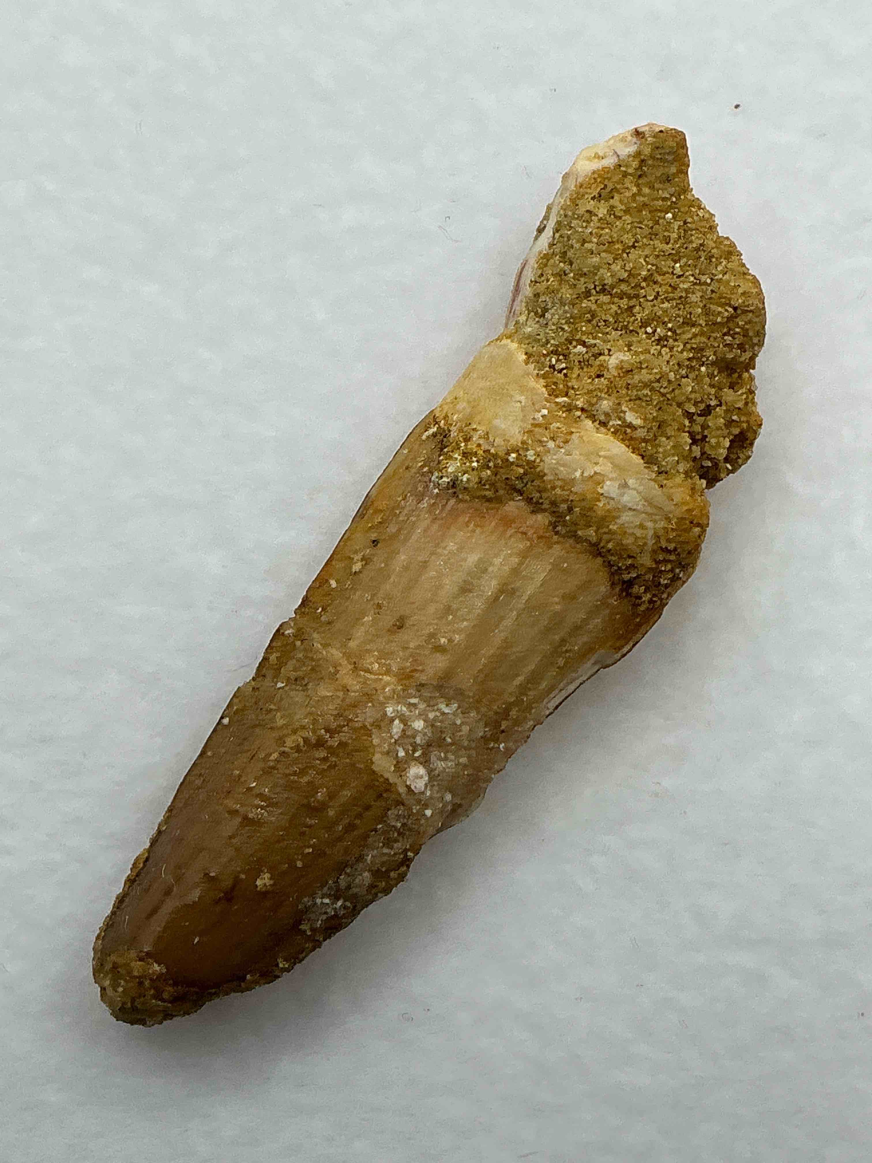 spinosaurus dinosaur tooth, genuine! wow! authentic fossilized spinosaurus tooth! this tooth is from a real, fossilized spinosaurs dinosaur, from the cretaceous period (living 112-97 million years ago!). tooth was dug from a fossil site in the kem kem region of eastern morocco. spinosaurus was larger than t rex & was likely the largest land dwelling meat-eating dinosaur ever. it is estimated to have been up to 49 feet in length & weighed seven to twenty tons! it had distinctive spines on it's back up to five feet long! tooth comes with cool display case! own a real, rare fossilized dinosaur tooth!