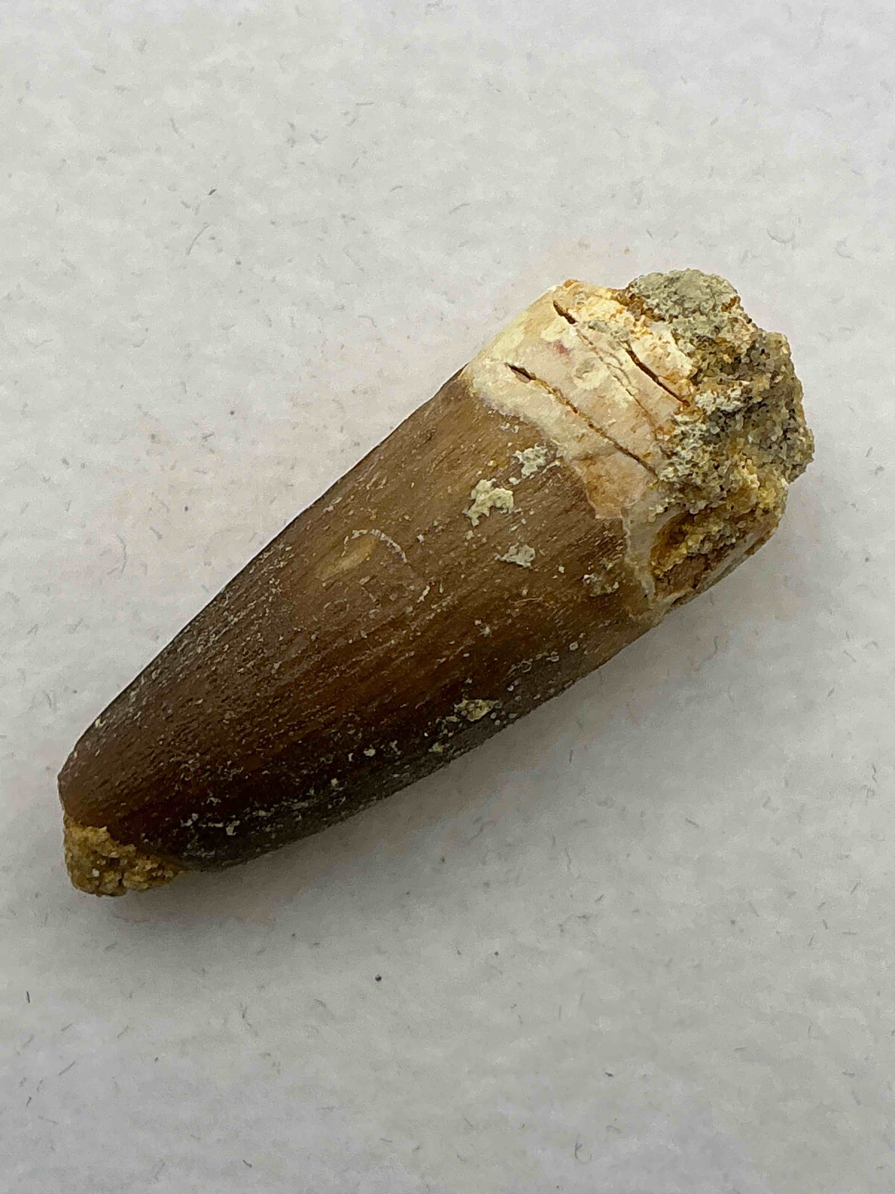 Spinosaurus Dinosaur Tooth, Genuine! Wow! Authentic Fossilized Spinosaurus Tooth! This Tooth Is From A Real, Fossilized Spinosaurs Dinosaur, From The Cretaceous Period (Living 112-97 Million Years Ago!). Tooth Was Dug From A Fossil Site In The Kem Kem Region Of Eastern Morocco. Spinosaurus Was Larger Than T Rex & Was Likely The Largest Land Dwelling Meat-Eating Dinosaur Ever. It Is Estimated To Have Been Up To 49 Feet In Length & Weighed Seven To Twenty Tons! It Had Distinctive Spines On It's Back Up To Five Feet Long! Tooth Comes With Cool Display Case! Own A Real, Rare Fossilized Dinosaur Tooth!