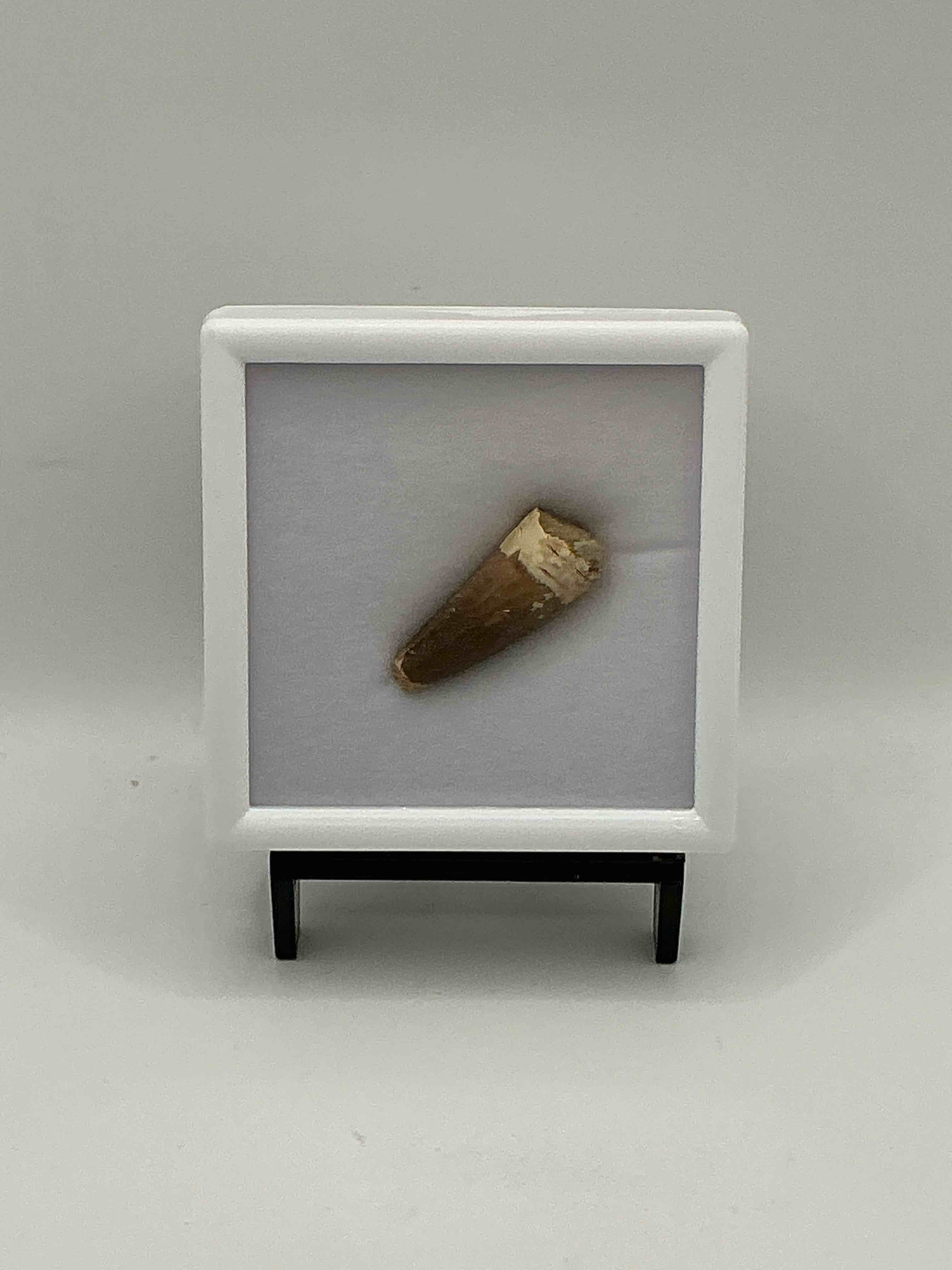Condition photo showing Good Condition for Spinosaurus Dinosaur Tooth, Genuine! Wow! Authentic Fossilized Spinosaurus Tooth! This Tooth Is From A Real, Fossilized Spinosaurs Dinosaur, From The Cretaceous Period (Living 112-97 Million Years Ago!). Tooth Was Dug From A Fossil Site In The Kem Kem Region Of Eastern Morocco. Spinosaurus Was Larger Than T Rex & Was Likely The Largest Land Dwelling Meat-Eating Dinosaur Ever. It Is Estimated To Have Been Up To 49 Feet In Length & Weighed Seven To Twenty Tons! It Had Distinctive Spines On It's Back Up To Five Feet Long! Tooth Comes With Cool Display Case! Own A Real, Rare Fossilized Dinosaur Tooth!